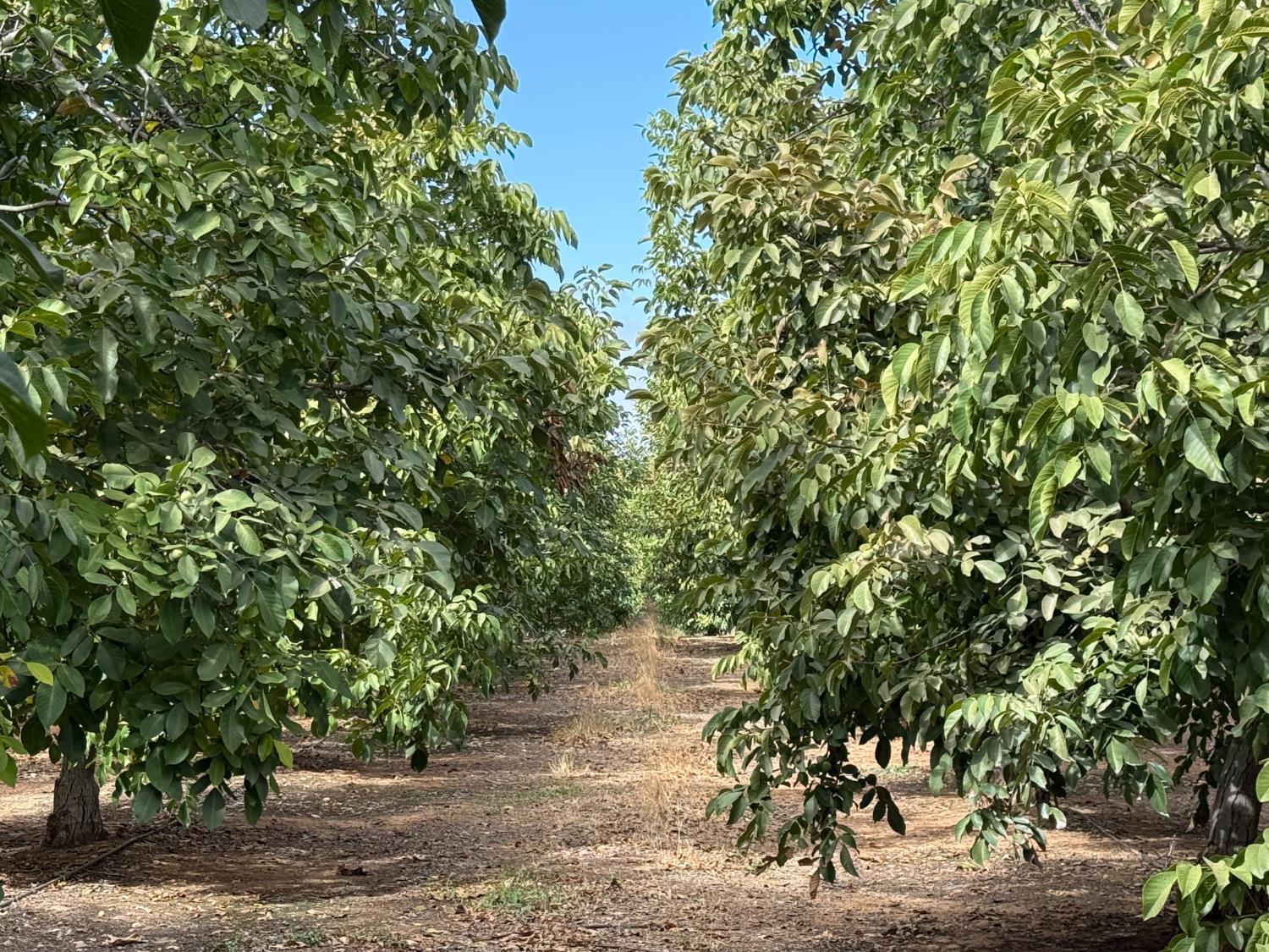 19441 Milton Rd, Oakdale, CA 95361