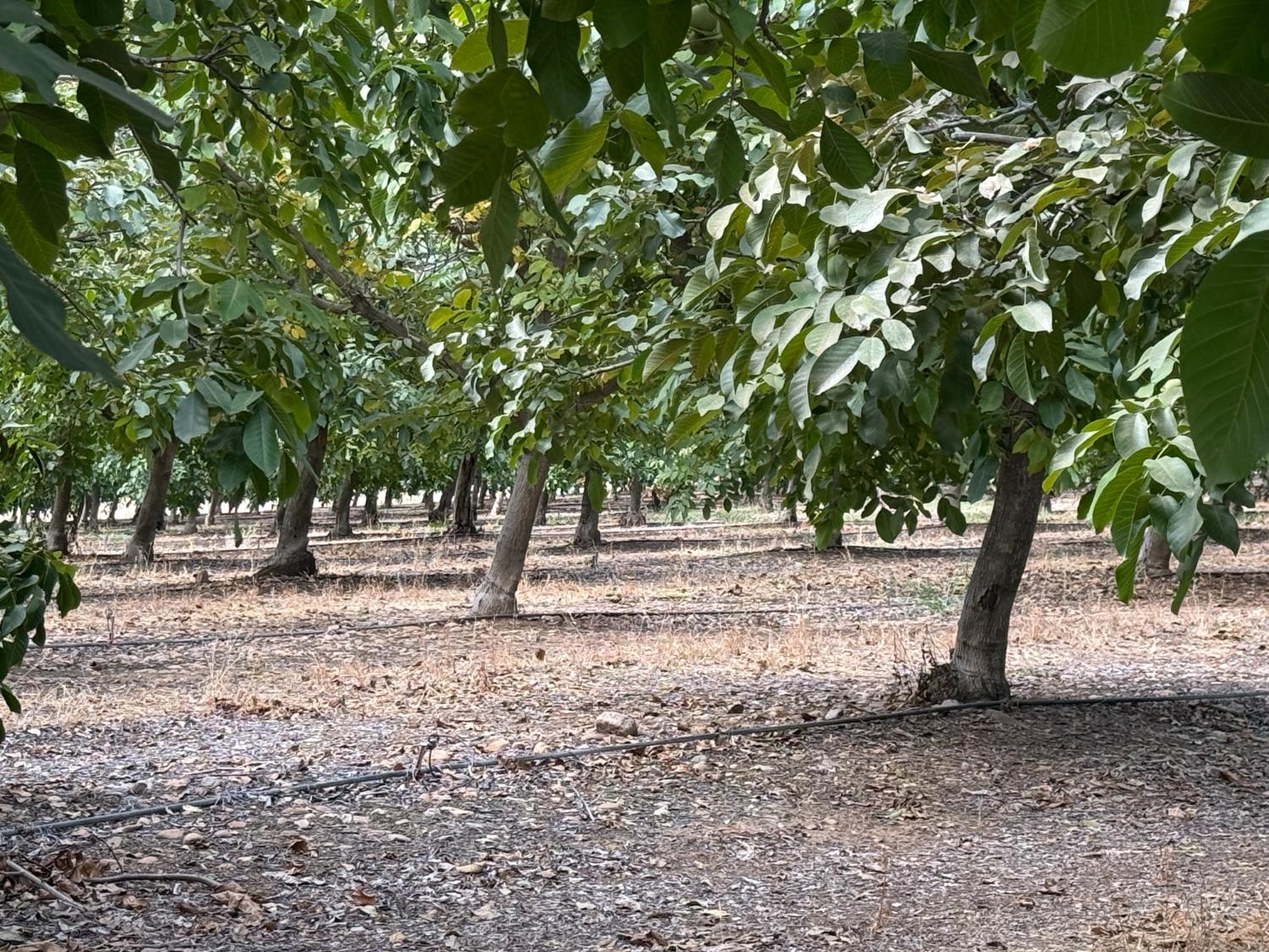 19441 Milton Rd, Oakdale, CA 95361