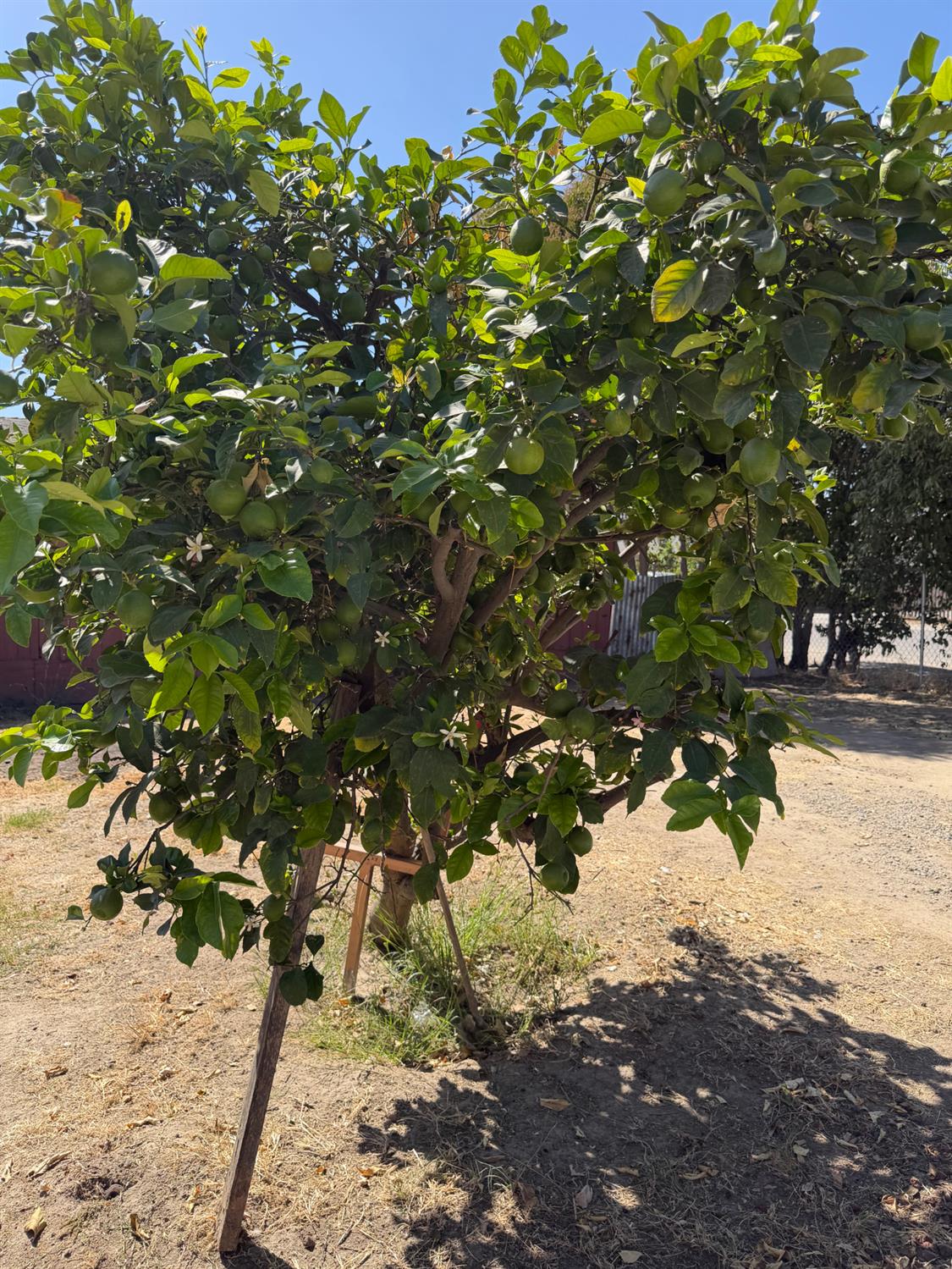 802 wheatley, Modesto, CA 95351