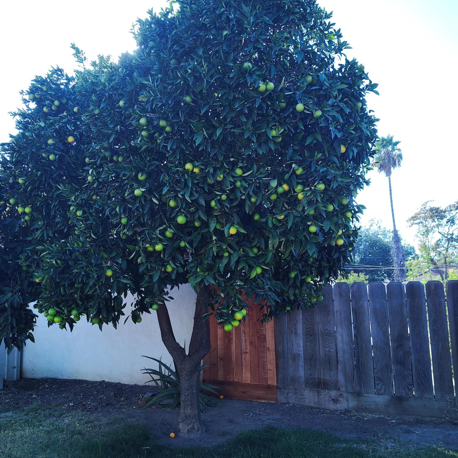 1540 Teresa St, Modesto, CA 95350