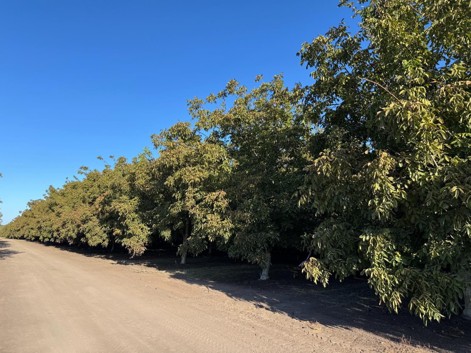 14540 Claribel Rd, Waterford, CA 95386