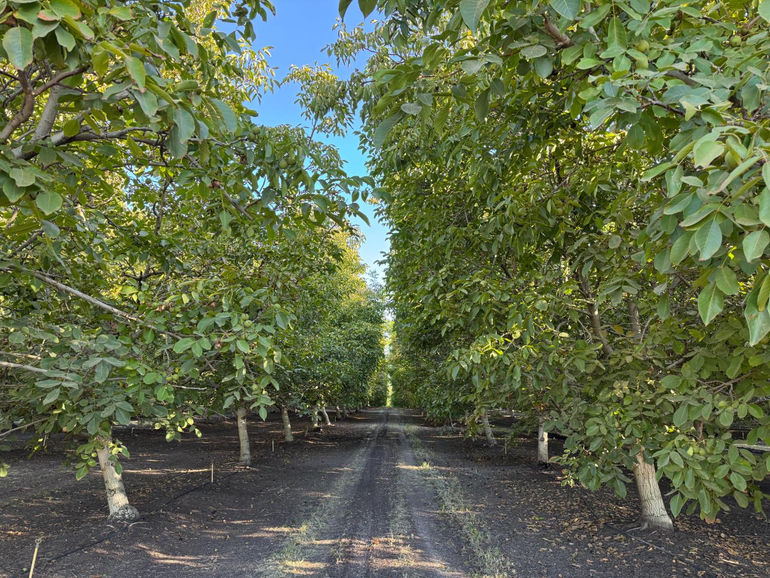 14540 Claribel Rd, Waterford, CA 95386