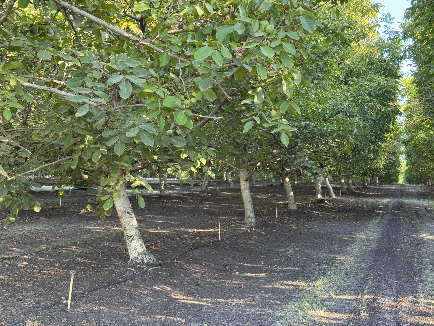 14540 Claribel Rd, Waterford, CA 95386