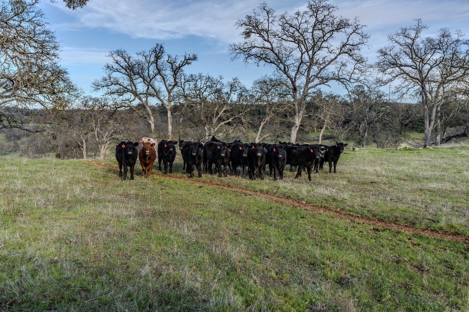 0 Little John Rd, Copperopolis, CA 95228