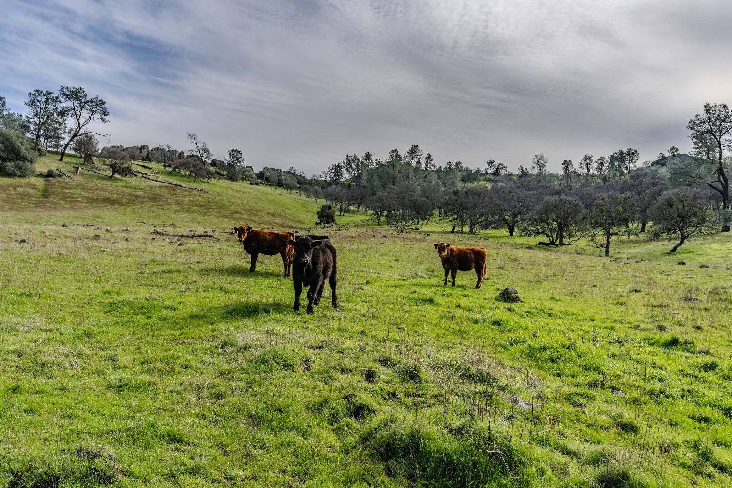 0 Little John Rd, Copperopolis, CA 95228