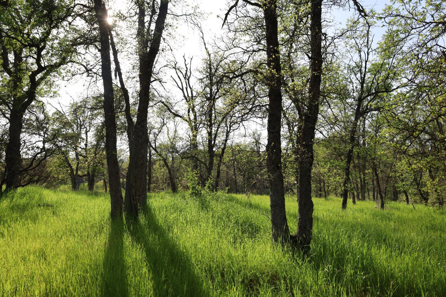 10 Douglas Rd, Coarsegold, CA 93614