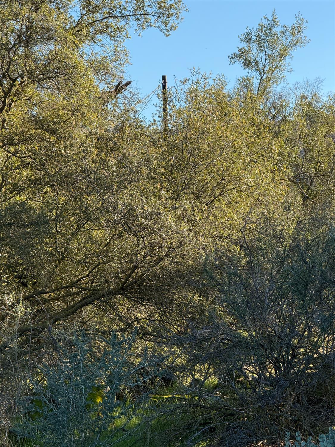 1631 Long Hollow Dr, Coarsegold, CA 93614