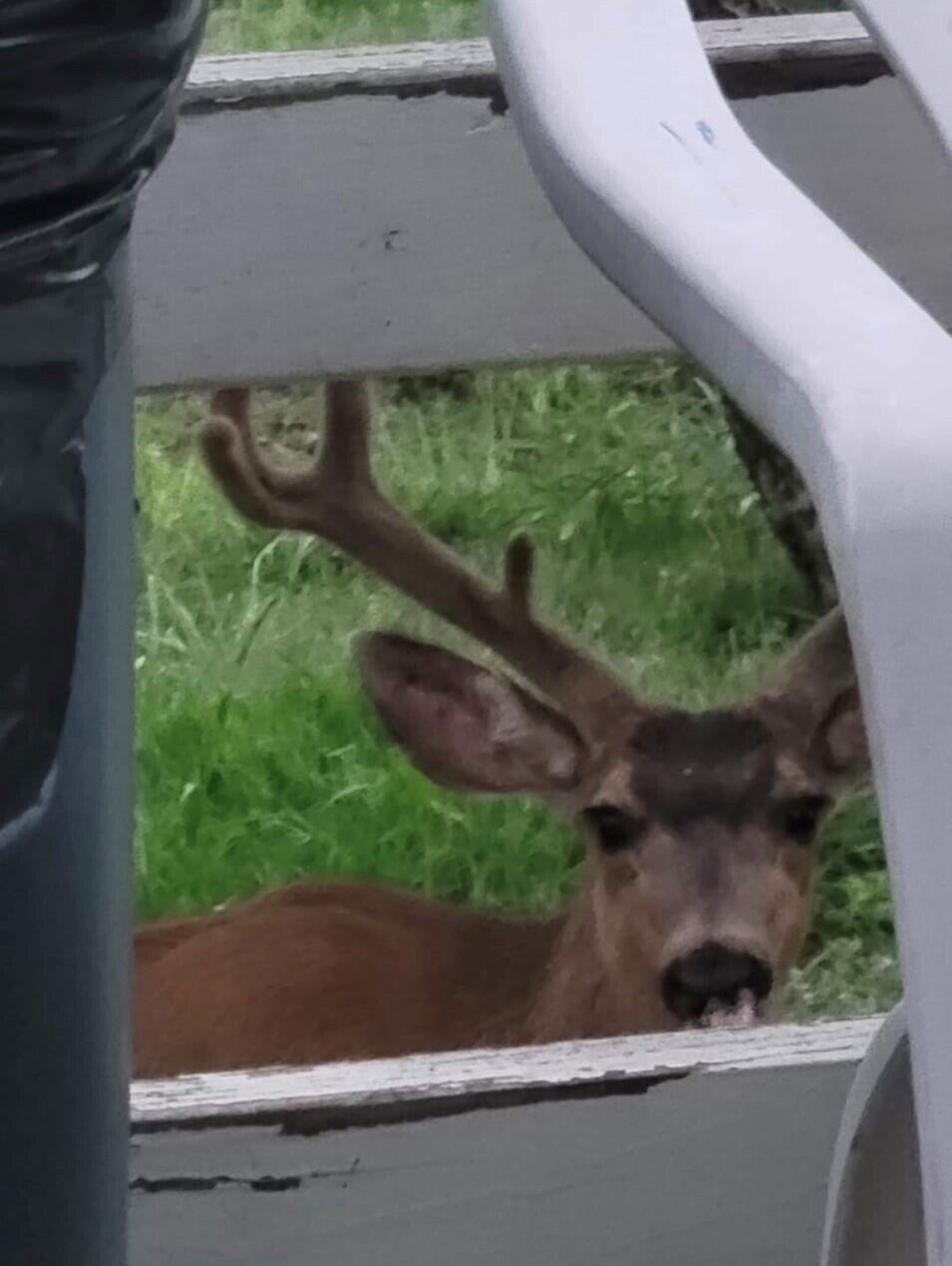 305 John Lewis Dr, Springville, CA 93265