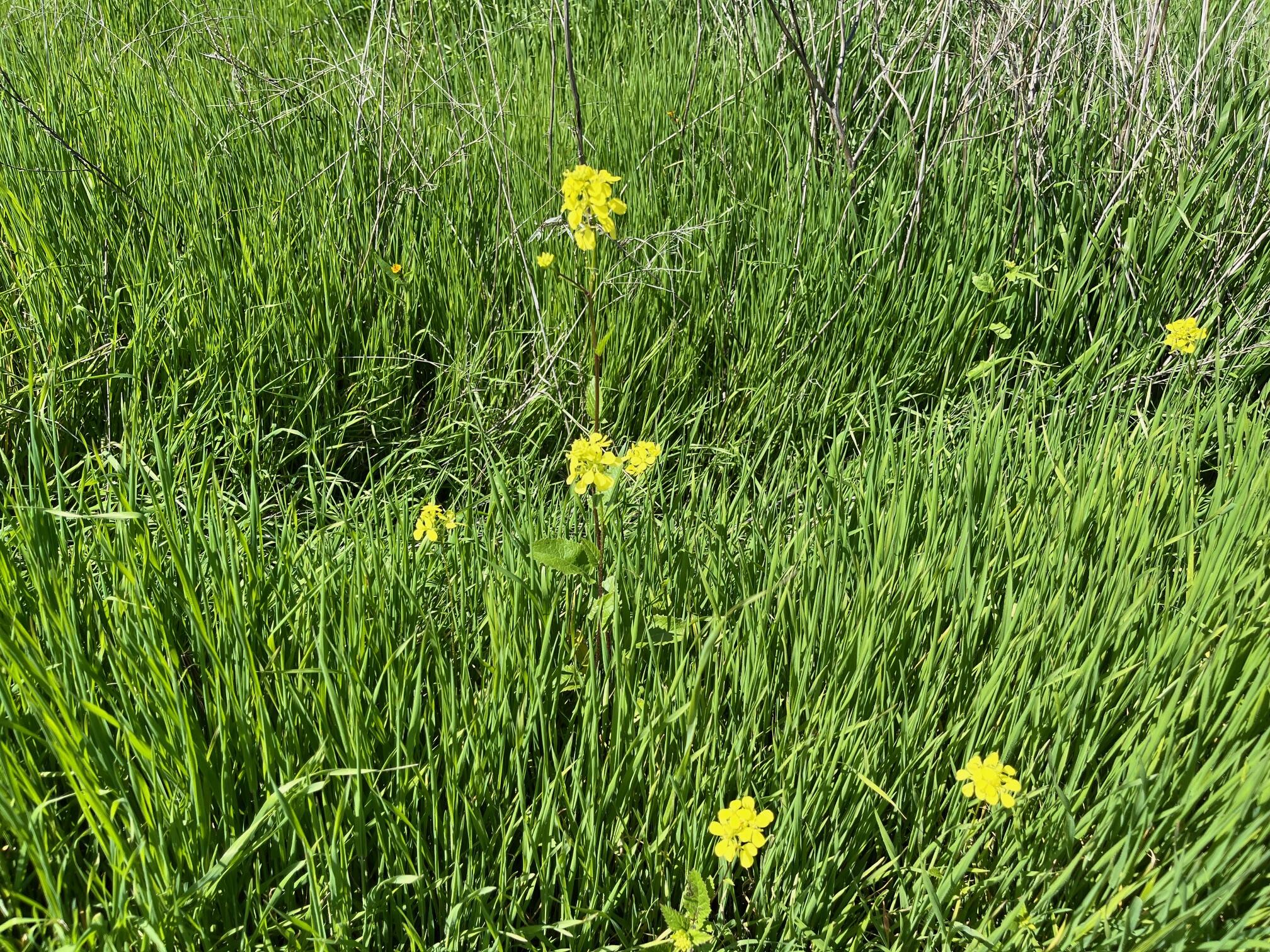 0 N Main & Reed Ave, Porterville, CA 93257