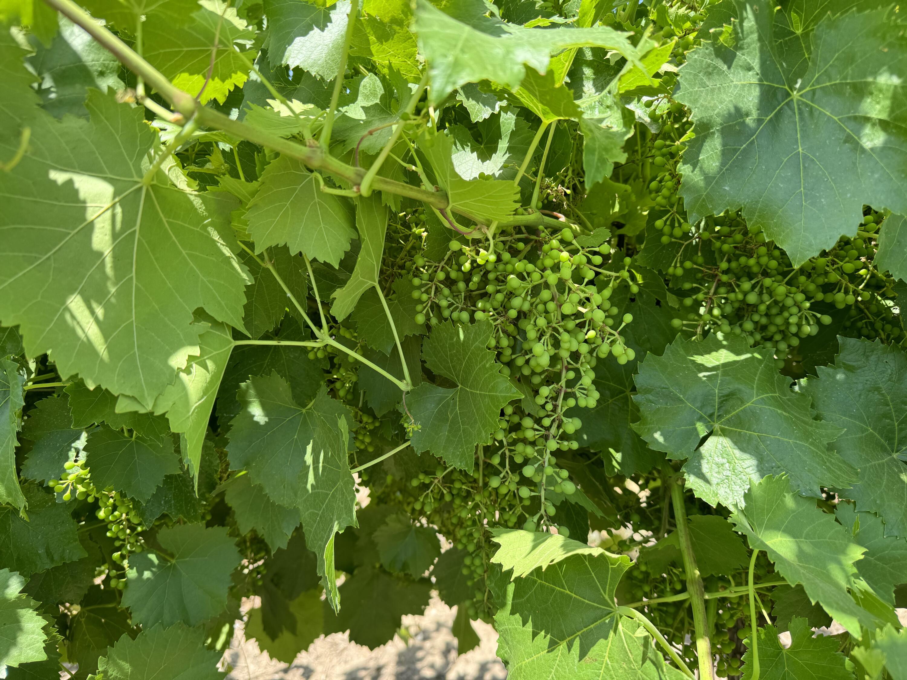 25401 S Spruce Ave, Lindsay, CA 93247