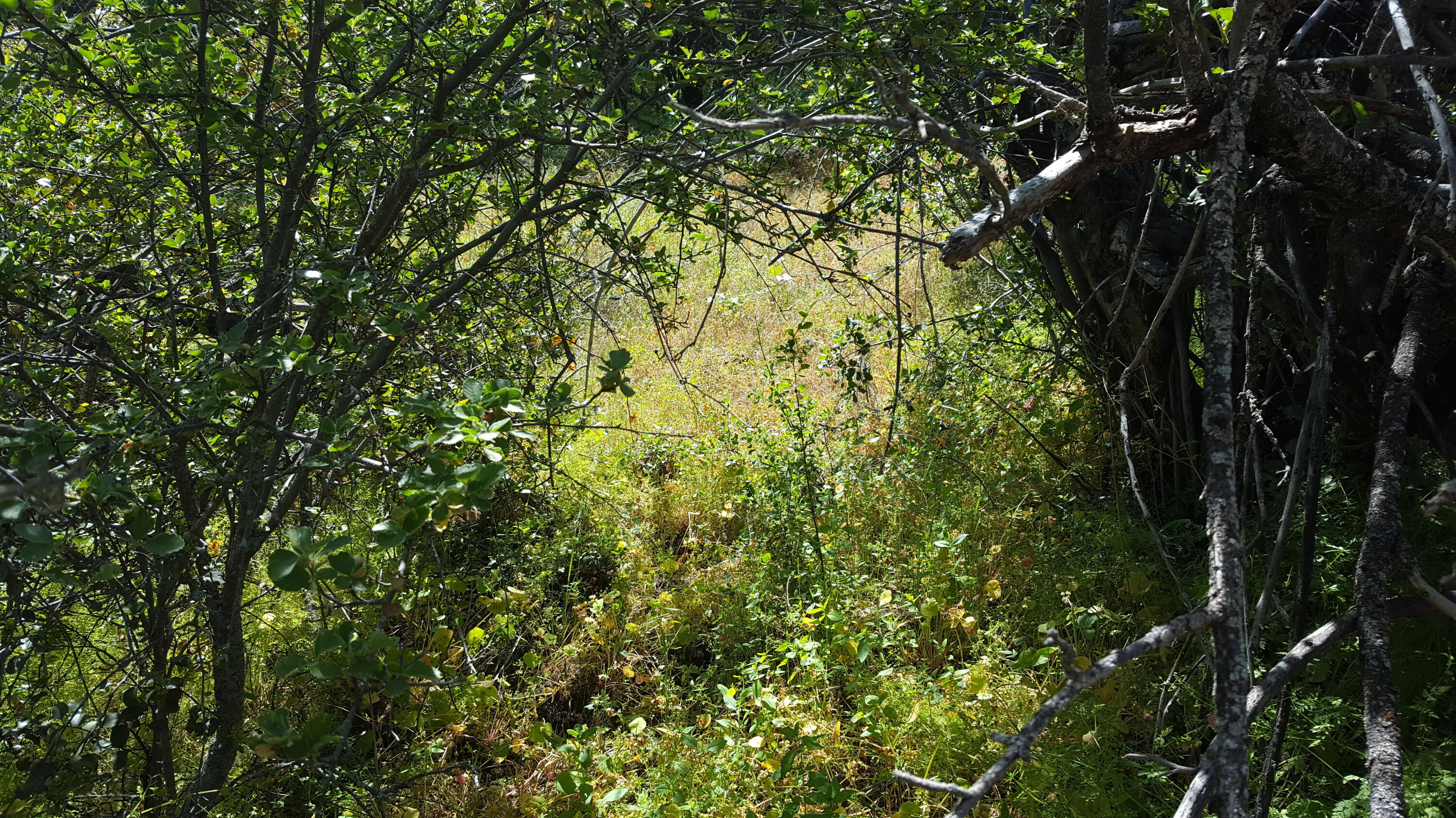 0 Lot 24 Rocking K Dr, California Hot Springs, CA 93207