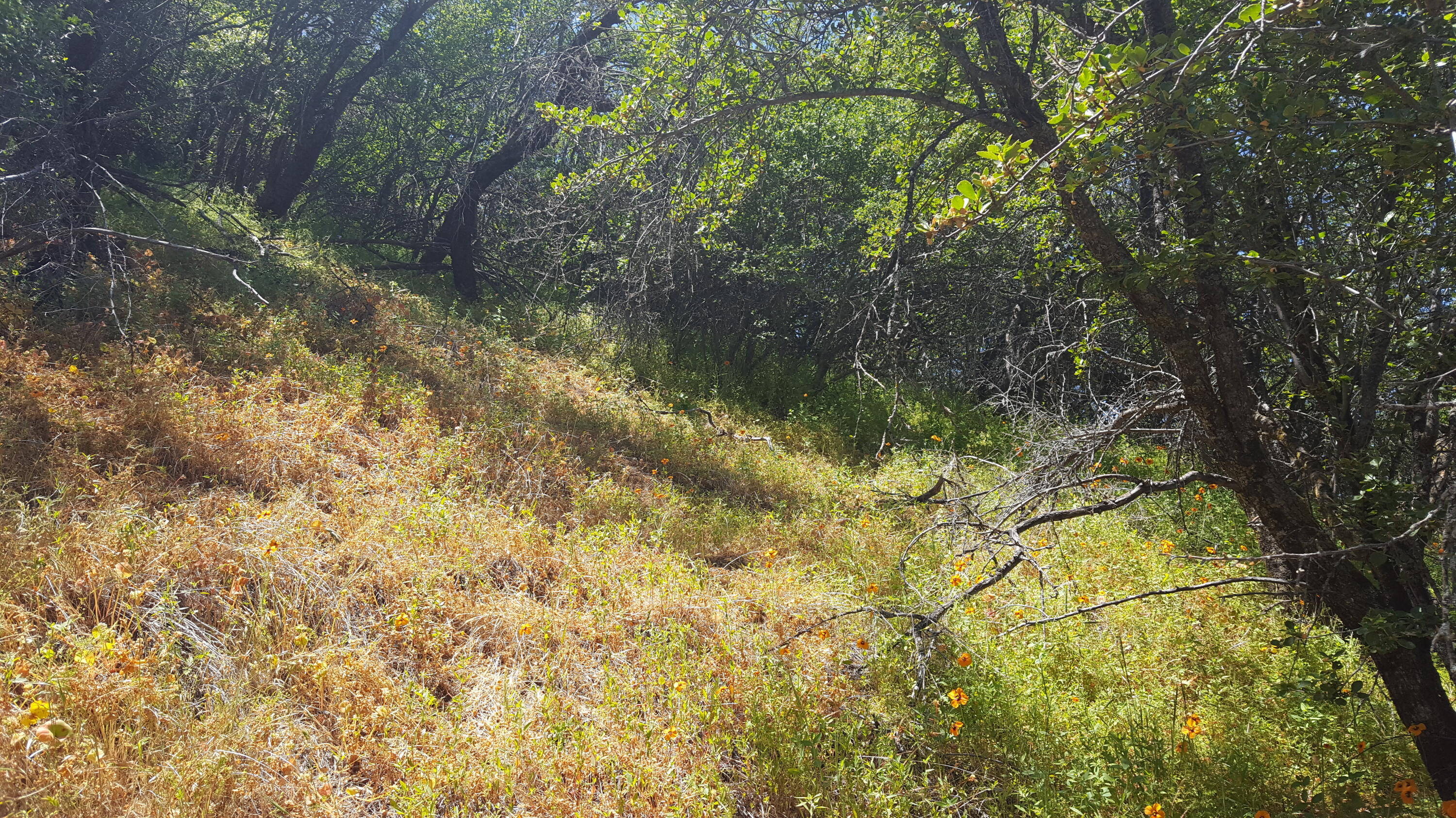 0 Lot 24 Rocking K Dr, California Hot Springs, CA 93207