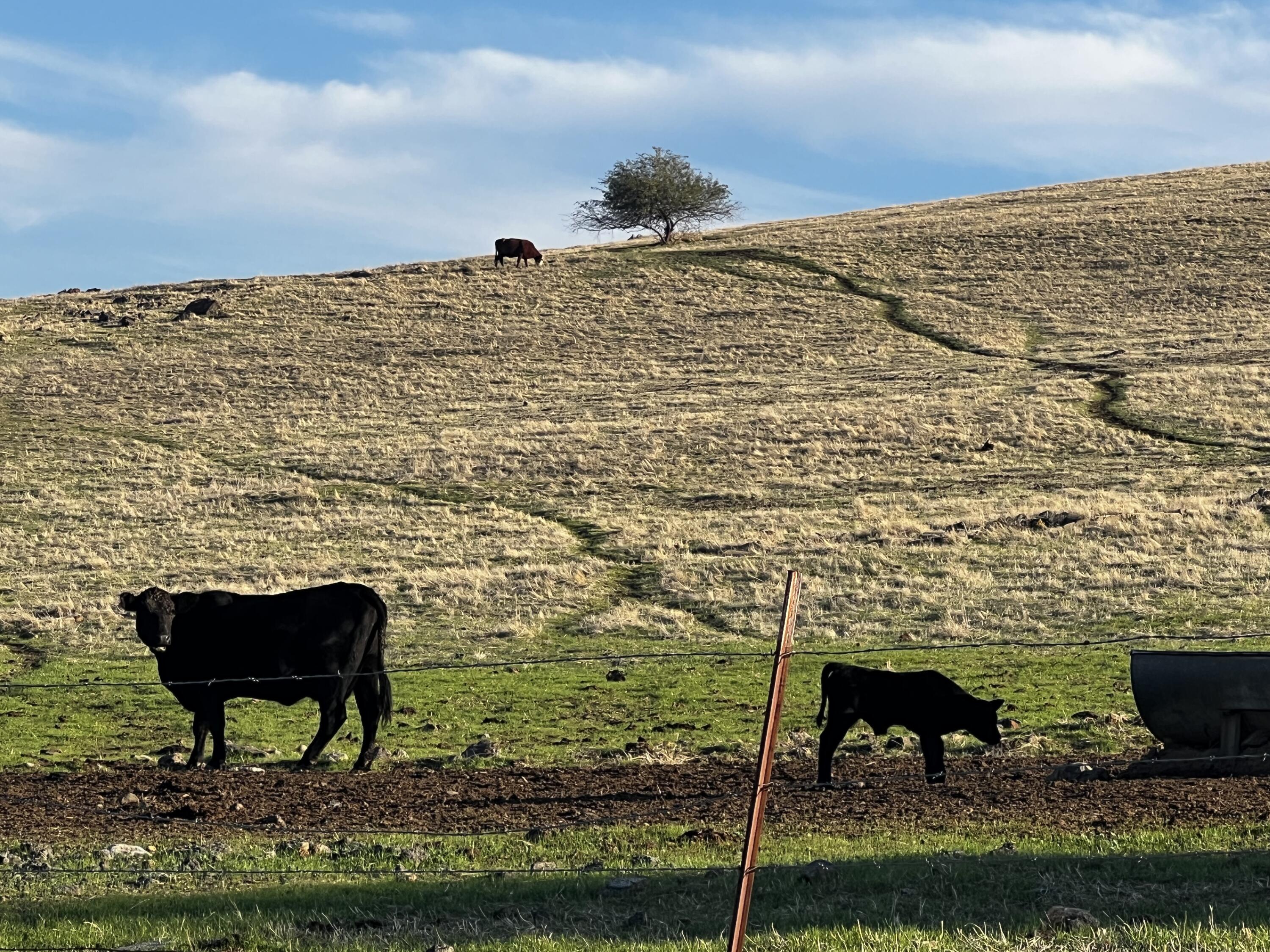 0 Lot #11 Valley View Drive, Exeter, CA 93221