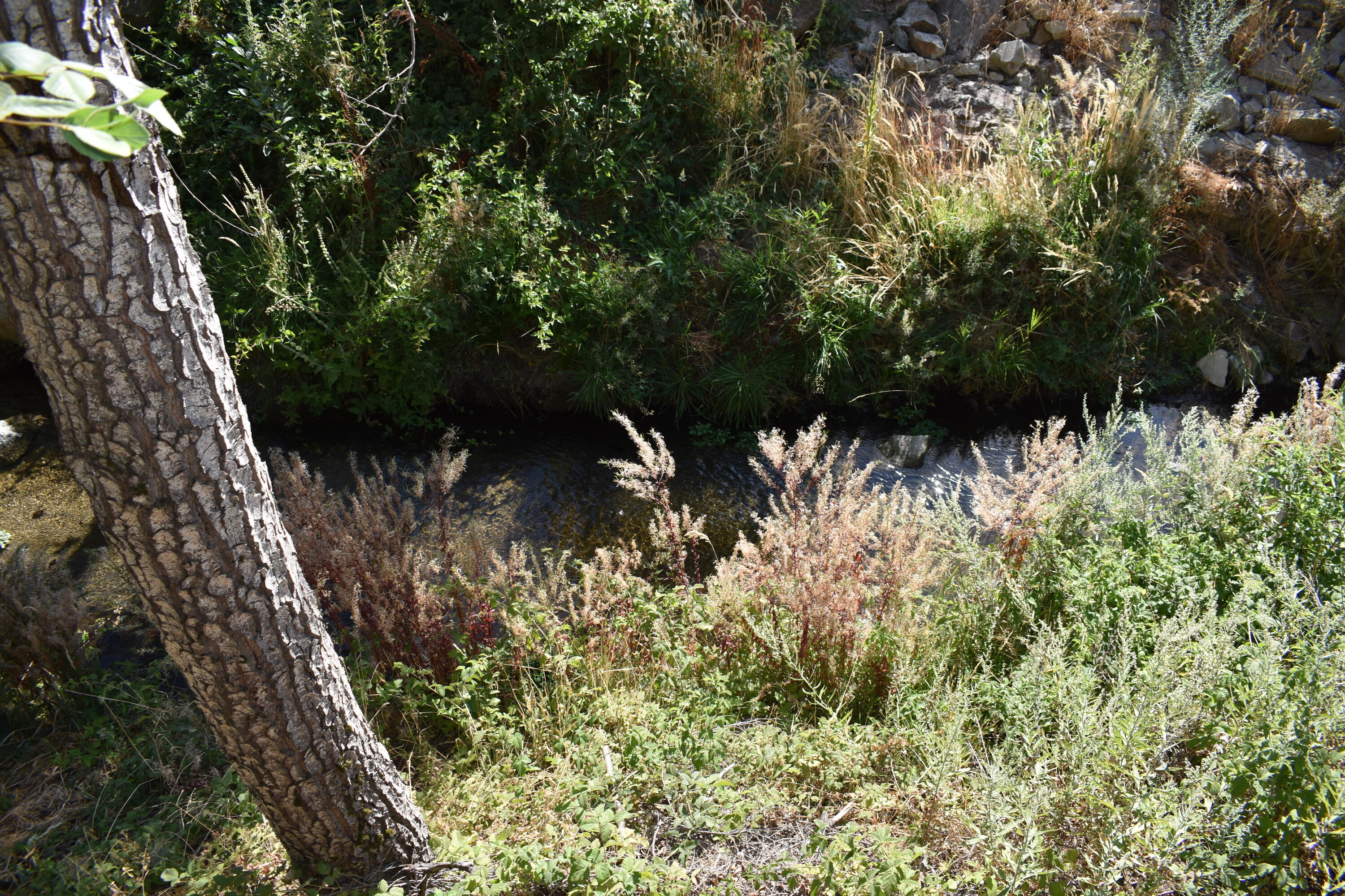 263 Rabbit Foot Trail Trl, California Hot Springs, CA 93207