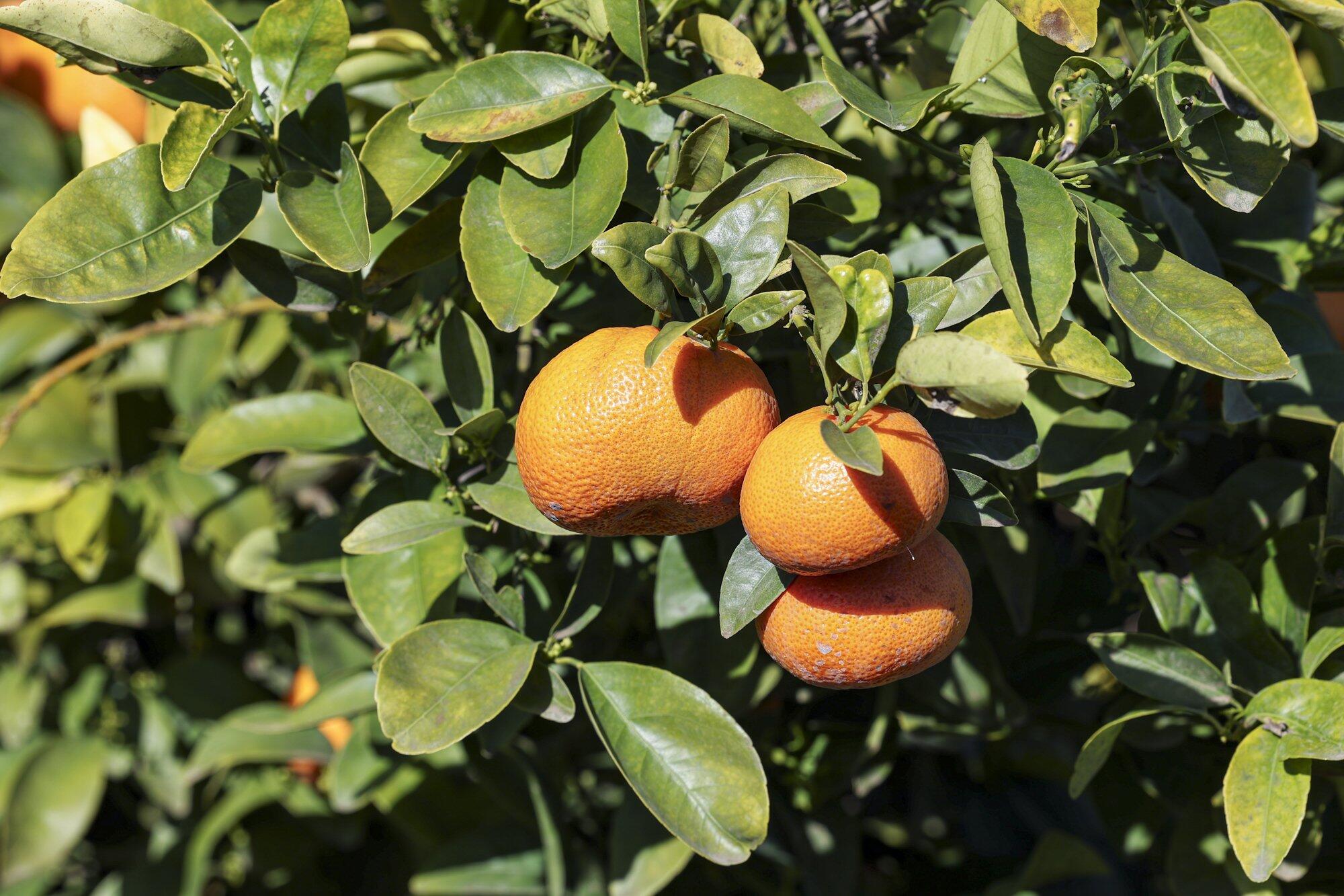 0 Visalia Rd, Exeter, CA 93221