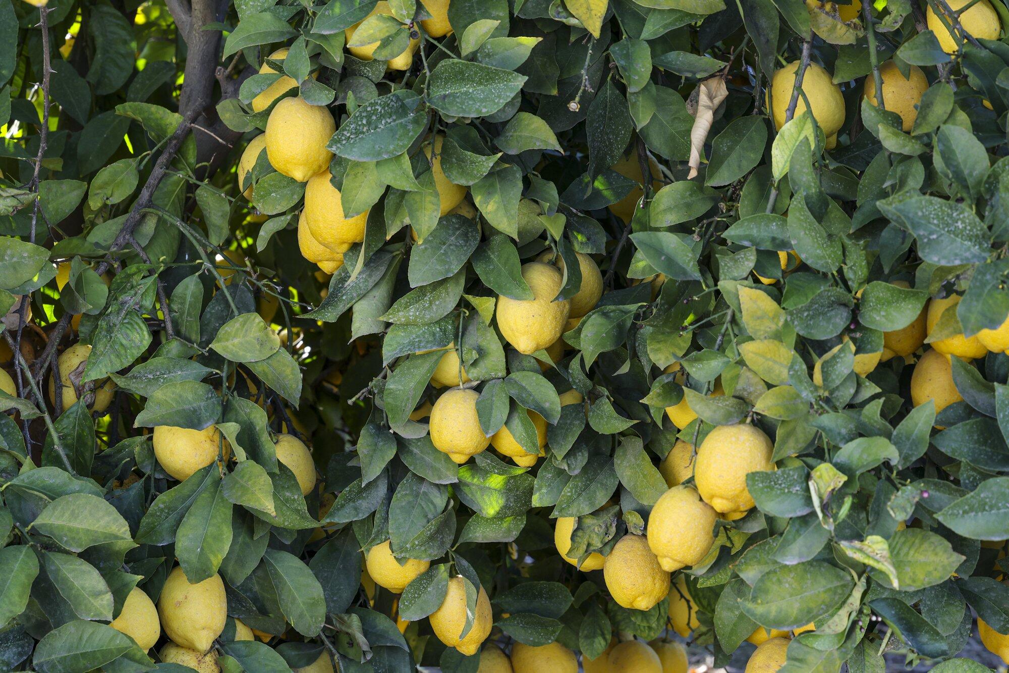 0 Visalia Rd, Exeter, CA 93221