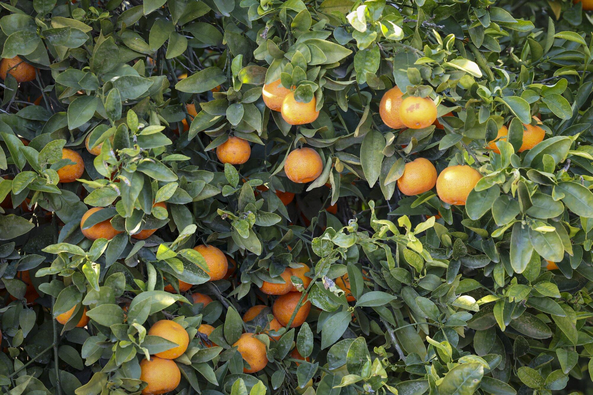 0 Visalia Rd, Exeter, CA 93221