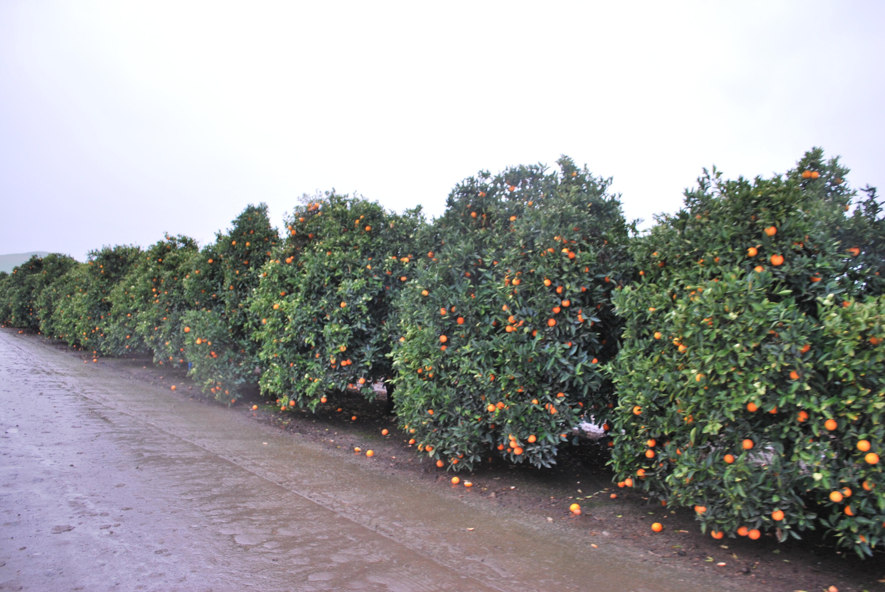 18376 Road 248 #A, Porterville, CA 93257