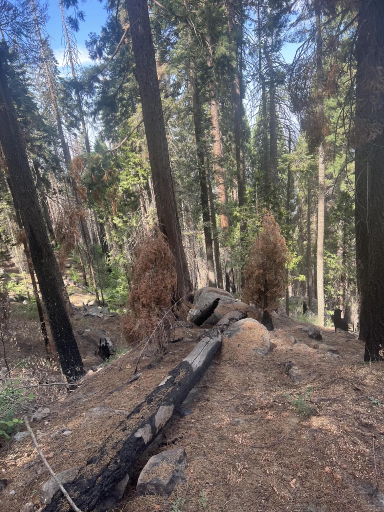 54864 Alder Dr, Springville, CA 93265