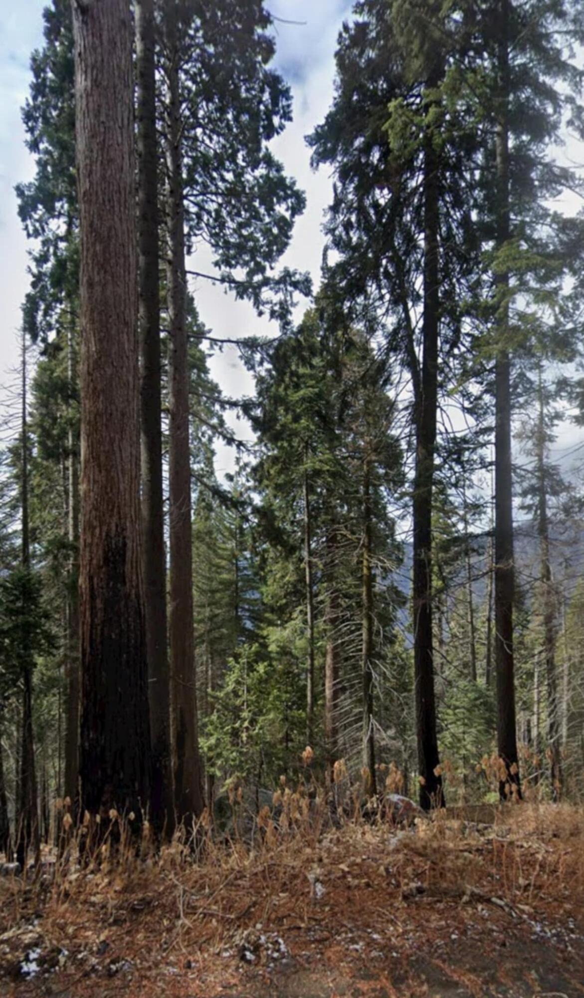 54864 Alder Dr, Springville, CA 93265