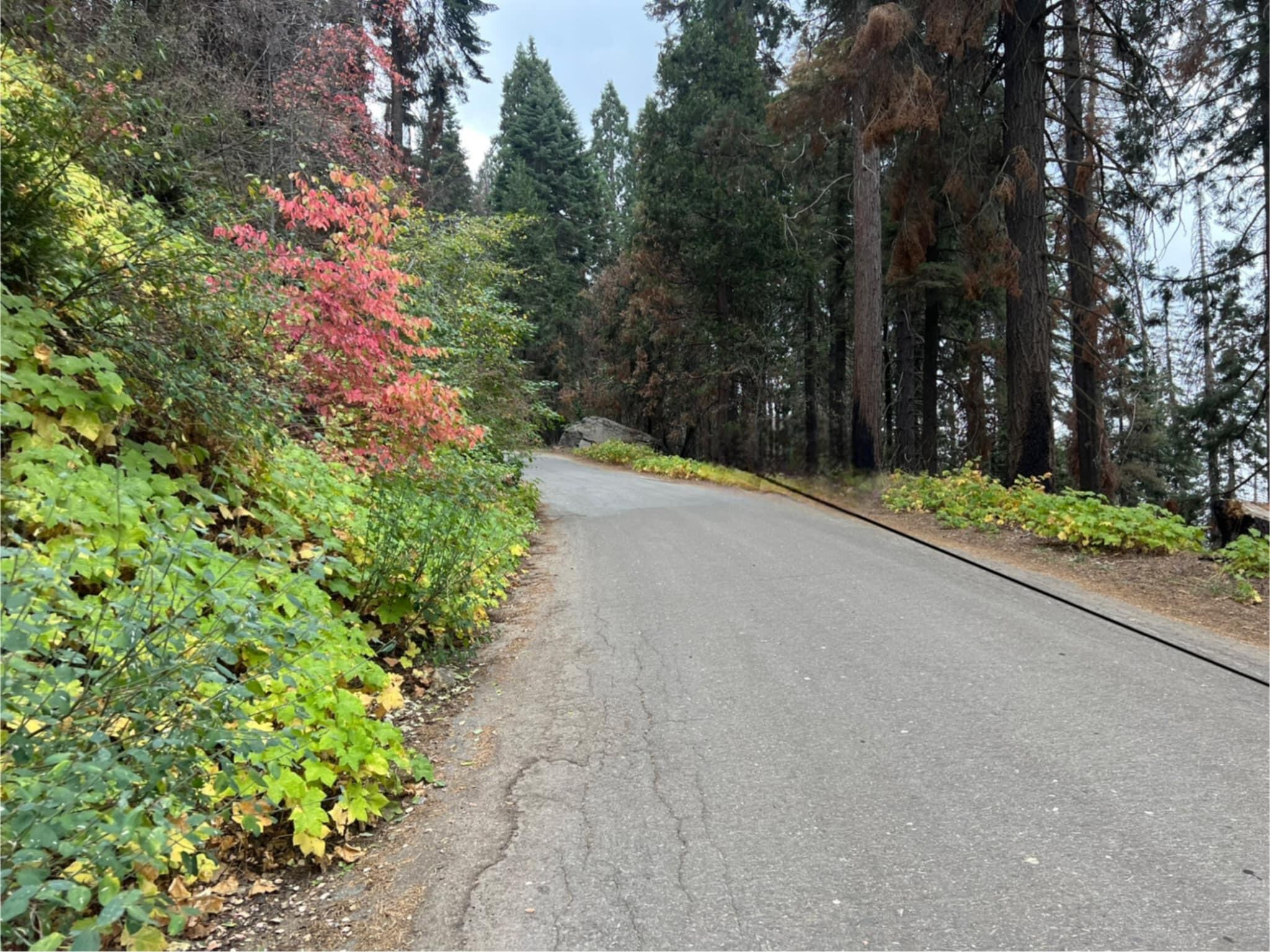 54864 Alder Dr, Springville, CA 93265