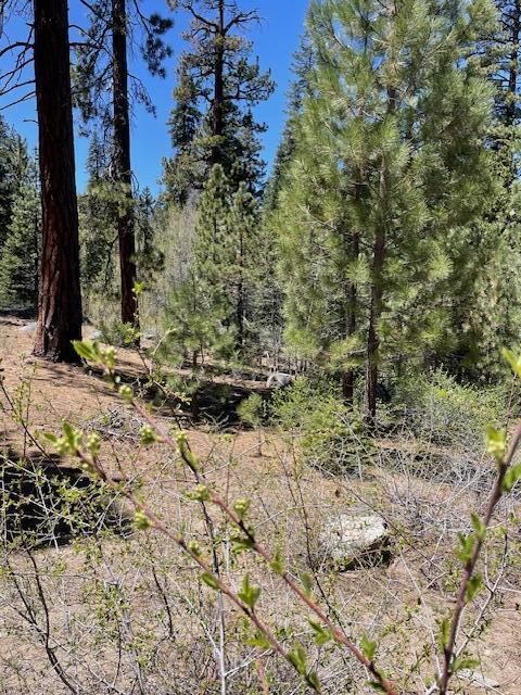 58303 Carter Dr, Ponderosa, CA 93265