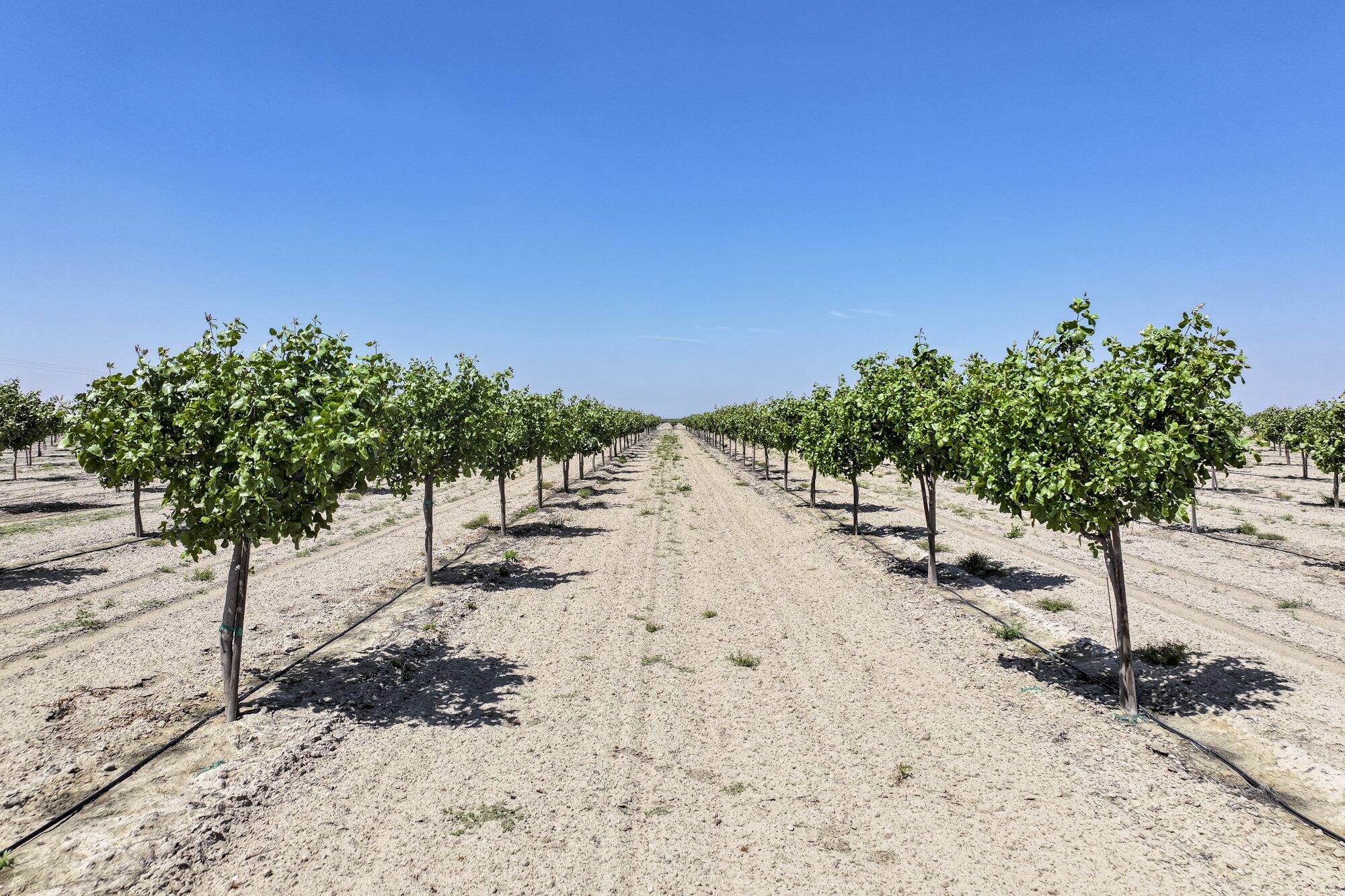 16495 S Minnewawa Ave, Selma, CA 93662