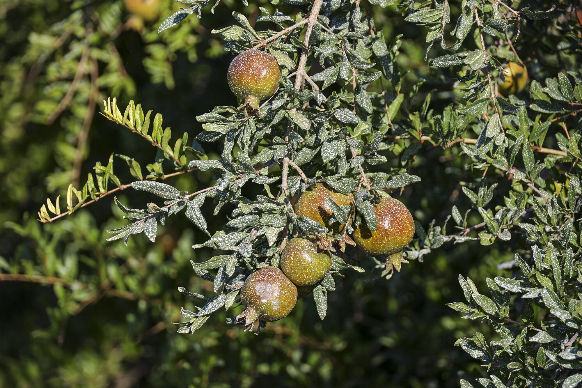 4617 Road 42, Alpaugh, CA 93201