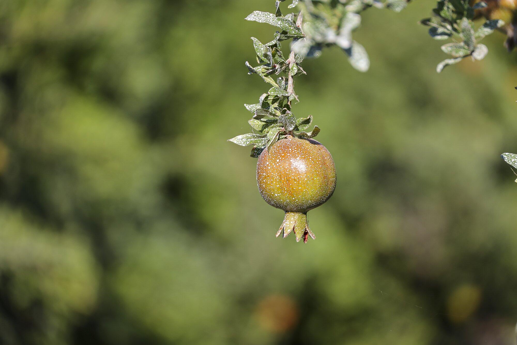 4617 Road 42, Alpaugh, CA 93201