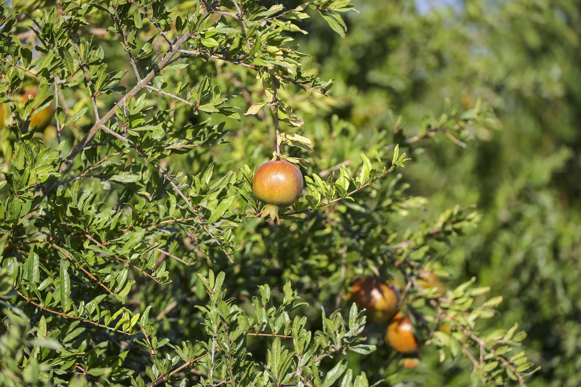 4617 Road 42, Alpaugh, CA 93201