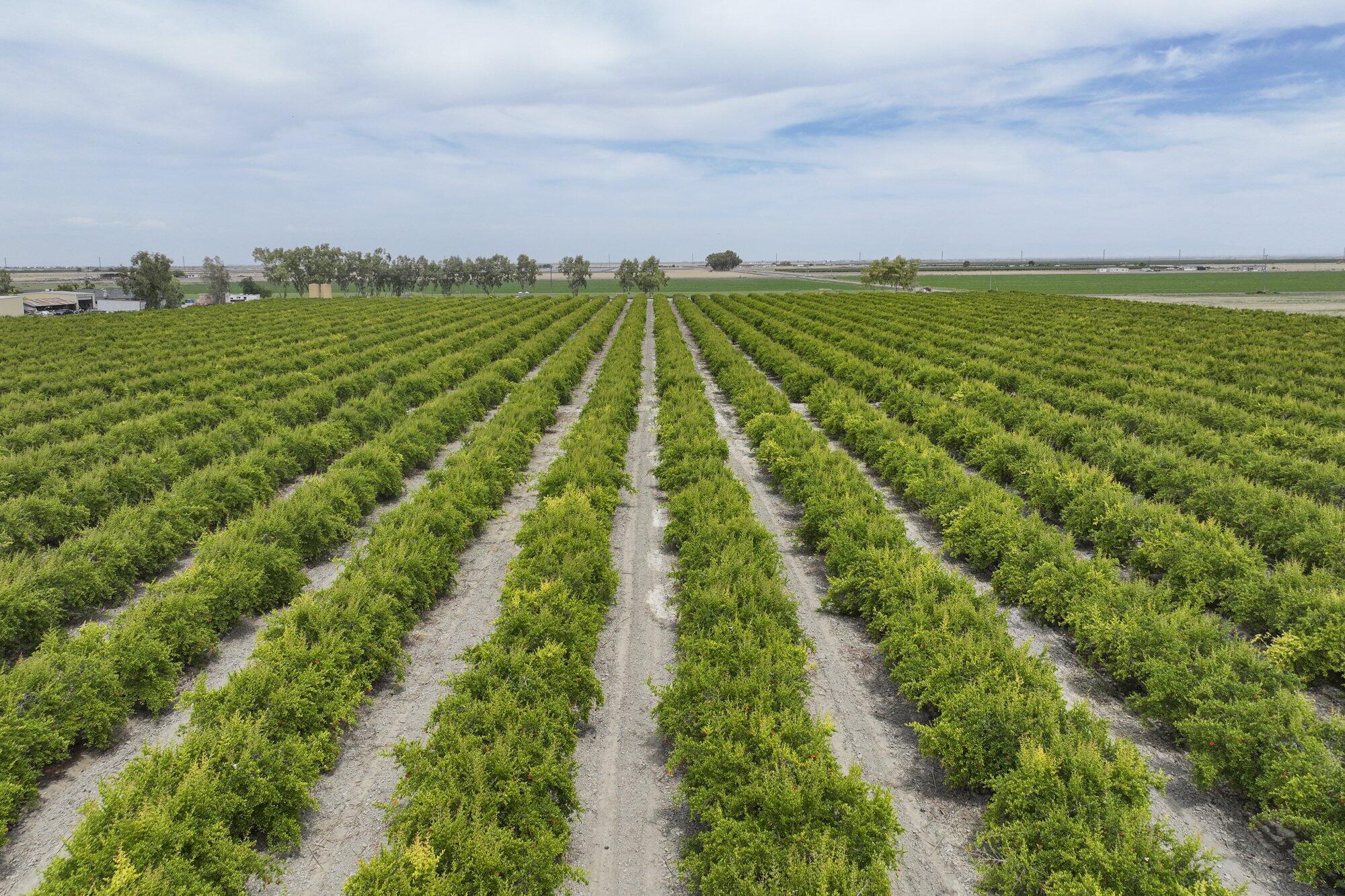 4617 Road 42, Alpaugh, CA 93201