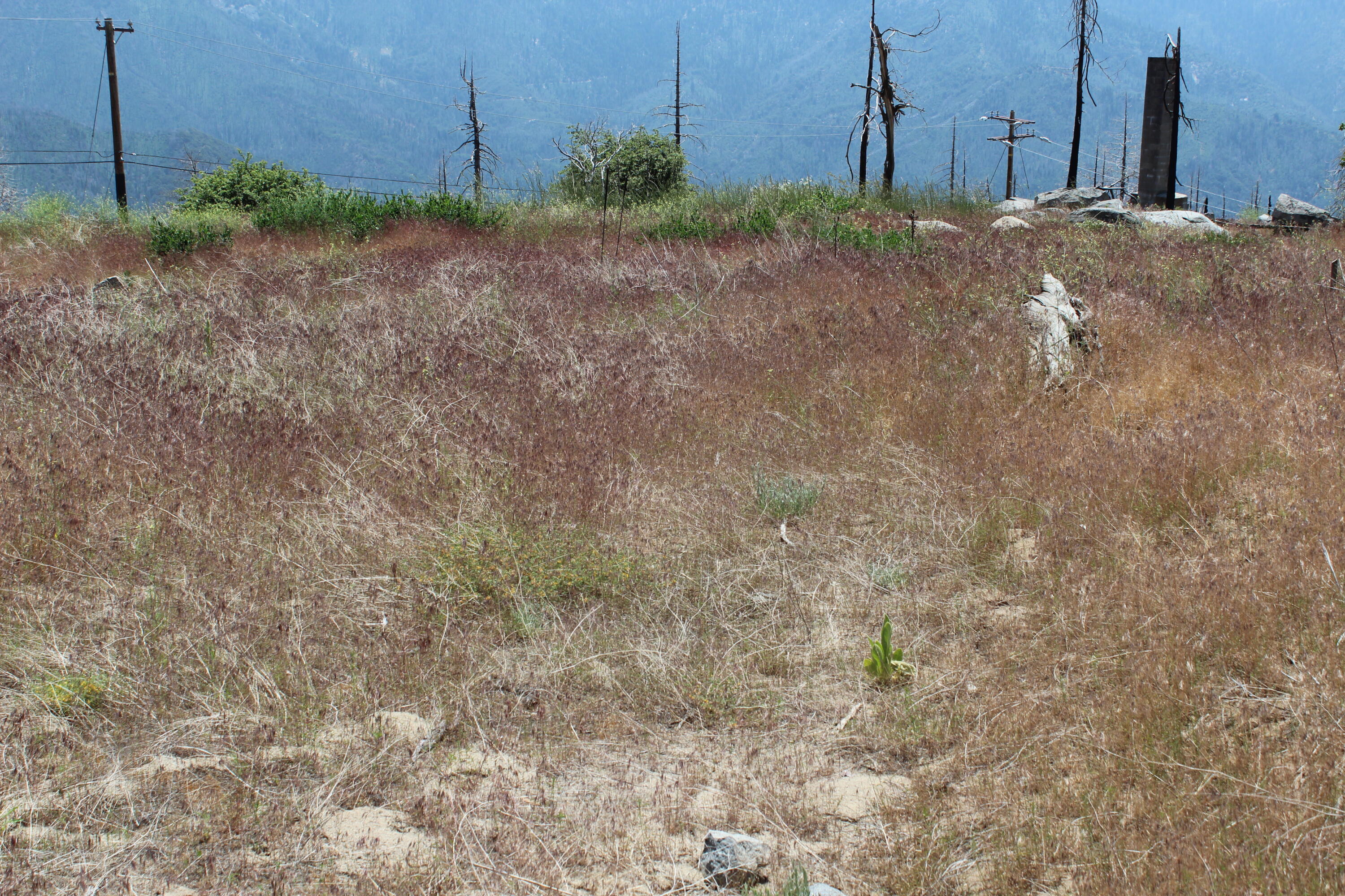 52954 Alpine Dr, Springville, CA 93265