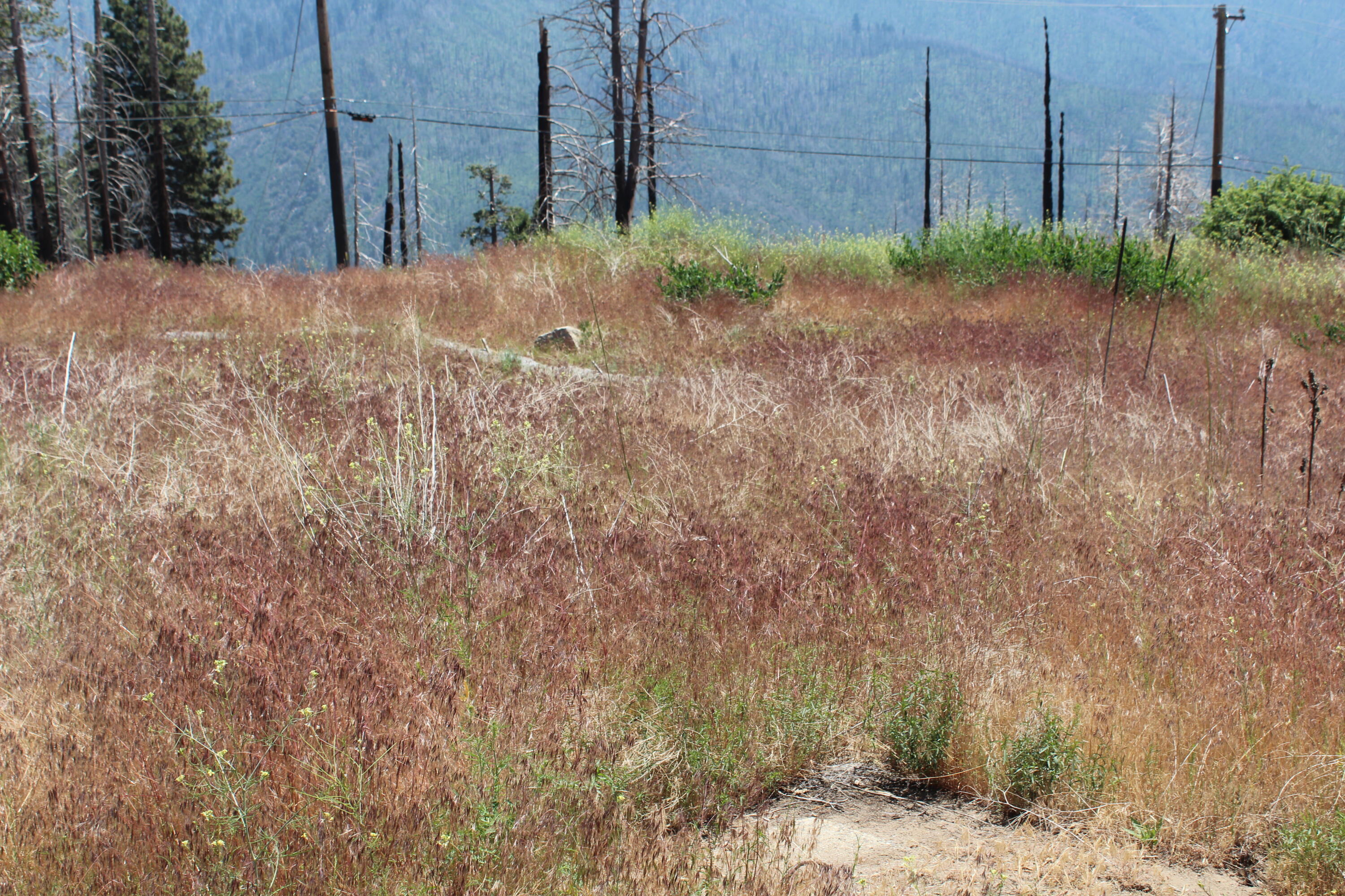 52954 Alpine Dr, Springville, CA 93265