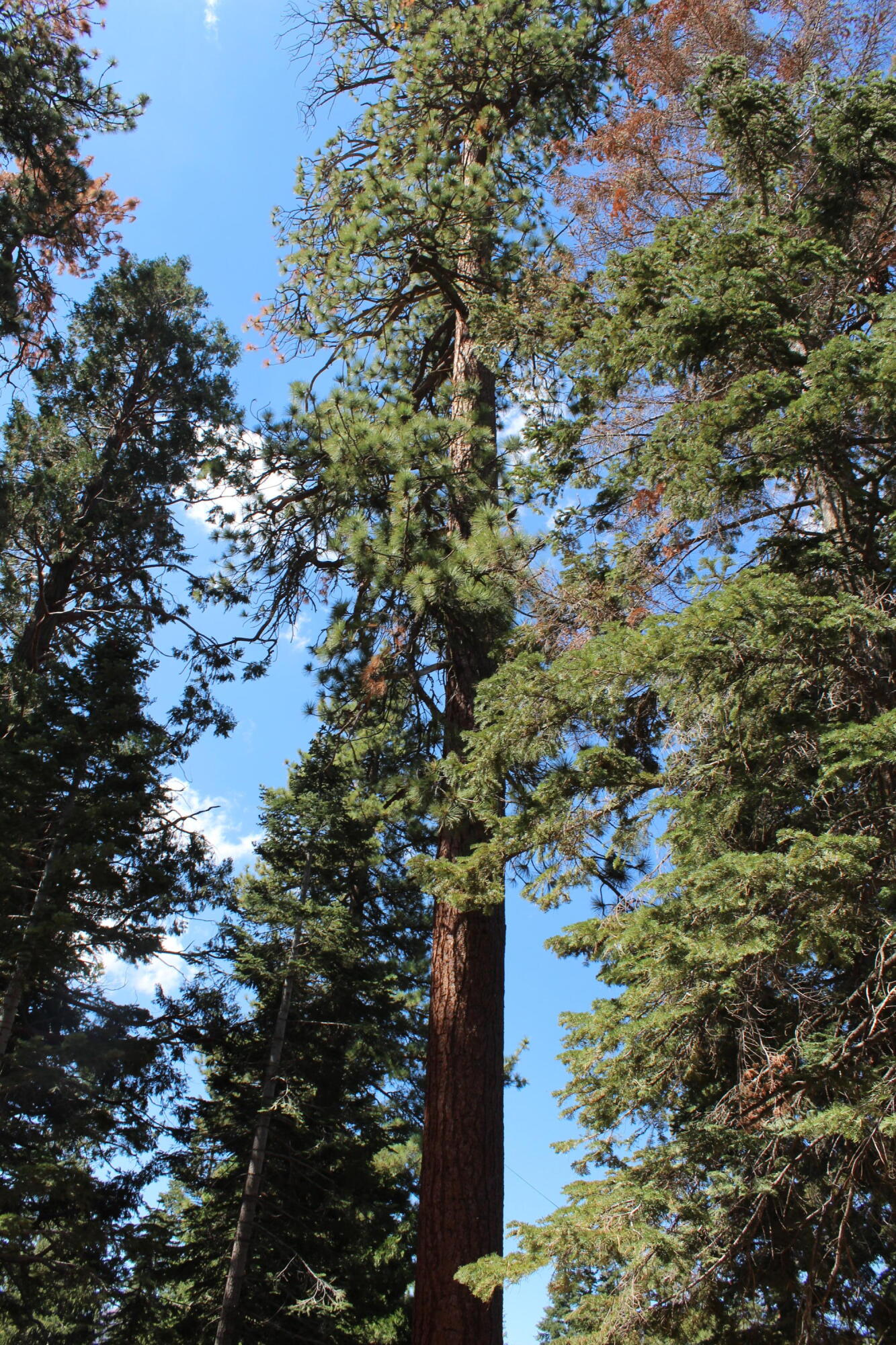 57910 Peppermint Dr, Ponderosa, CA 93265