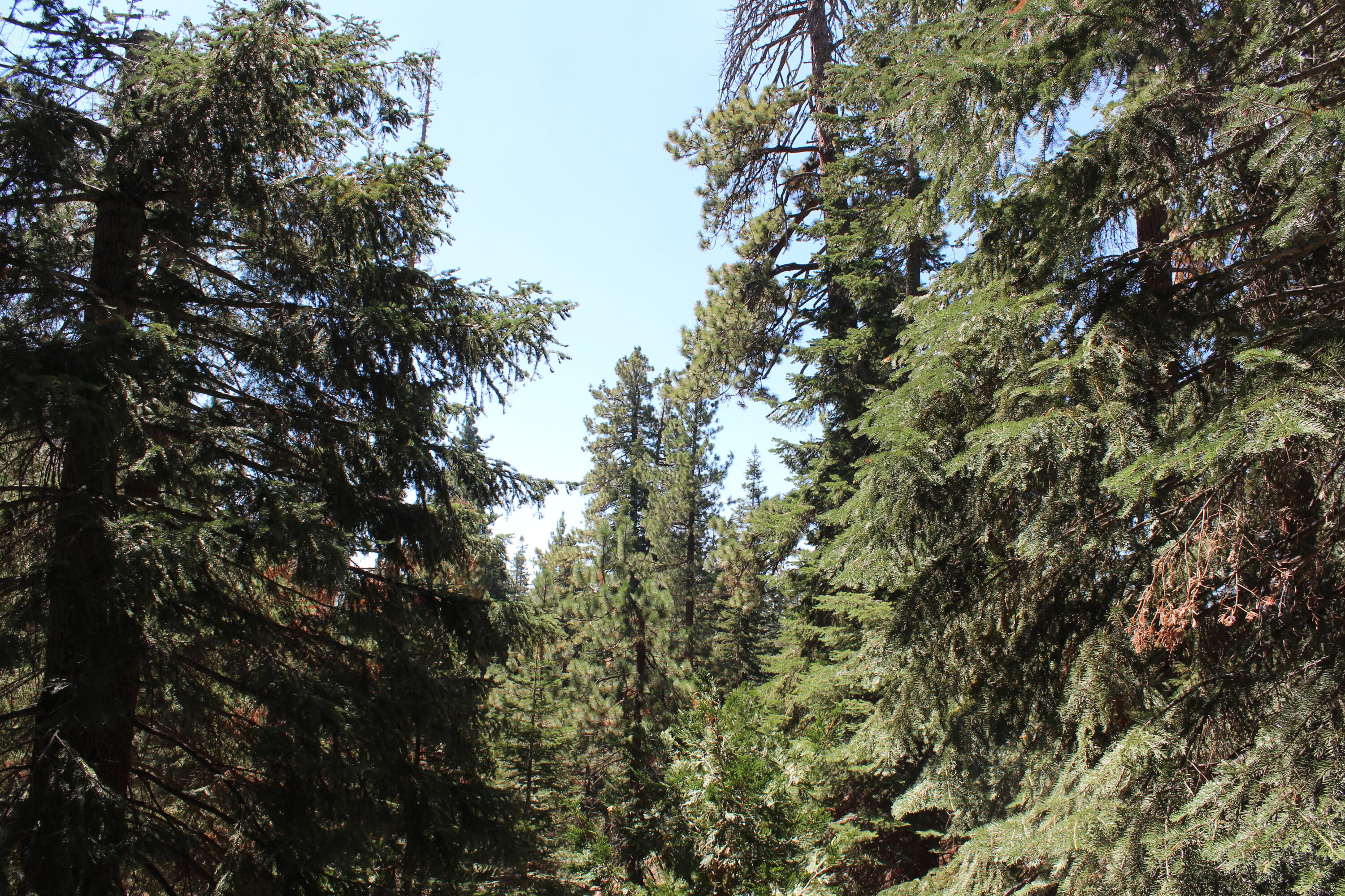 57910 Peppermint Dr, Ponderosa, CA 93265