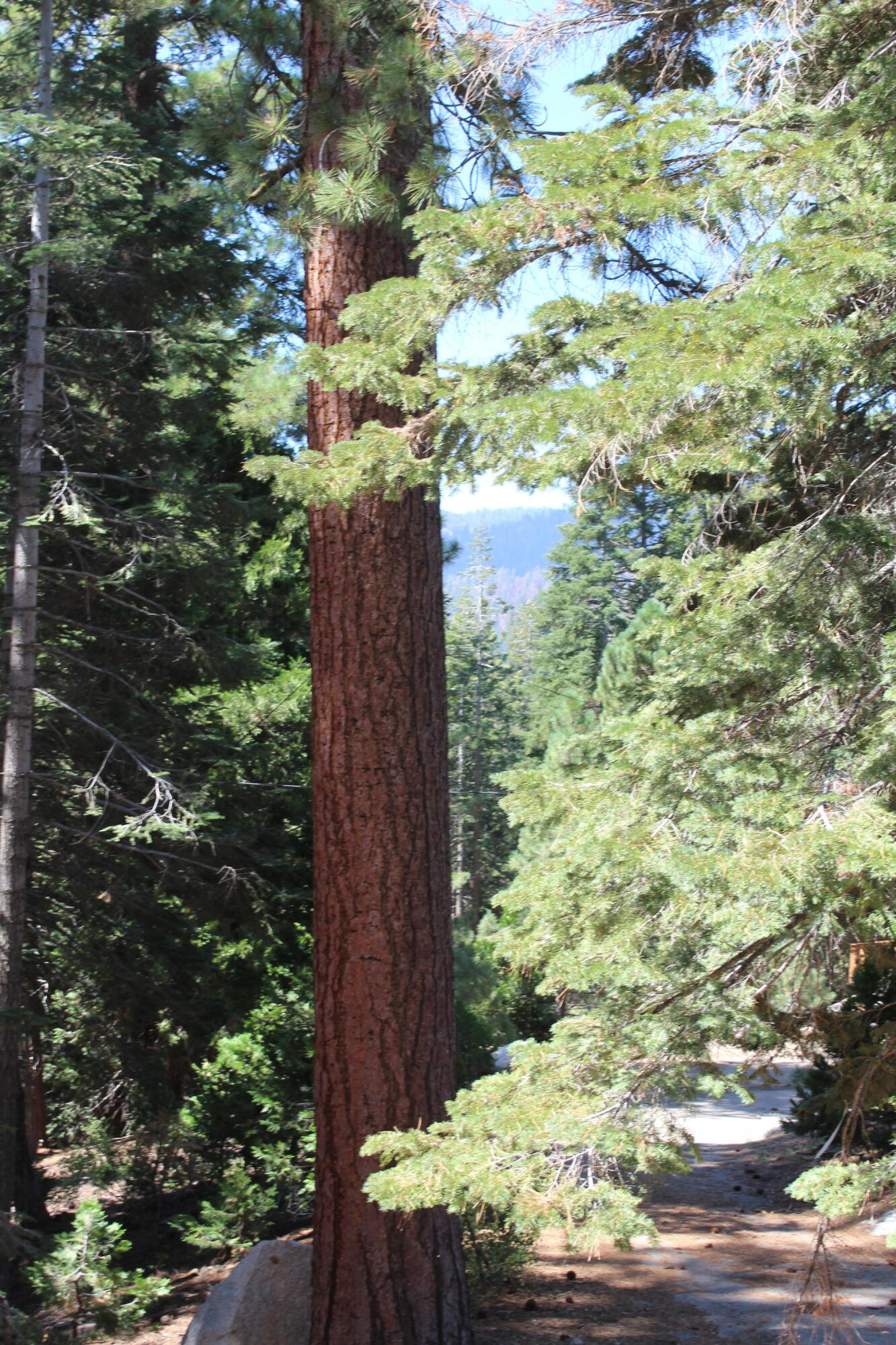 57910 Peppermint Dr, Ponderosa, CA 93265