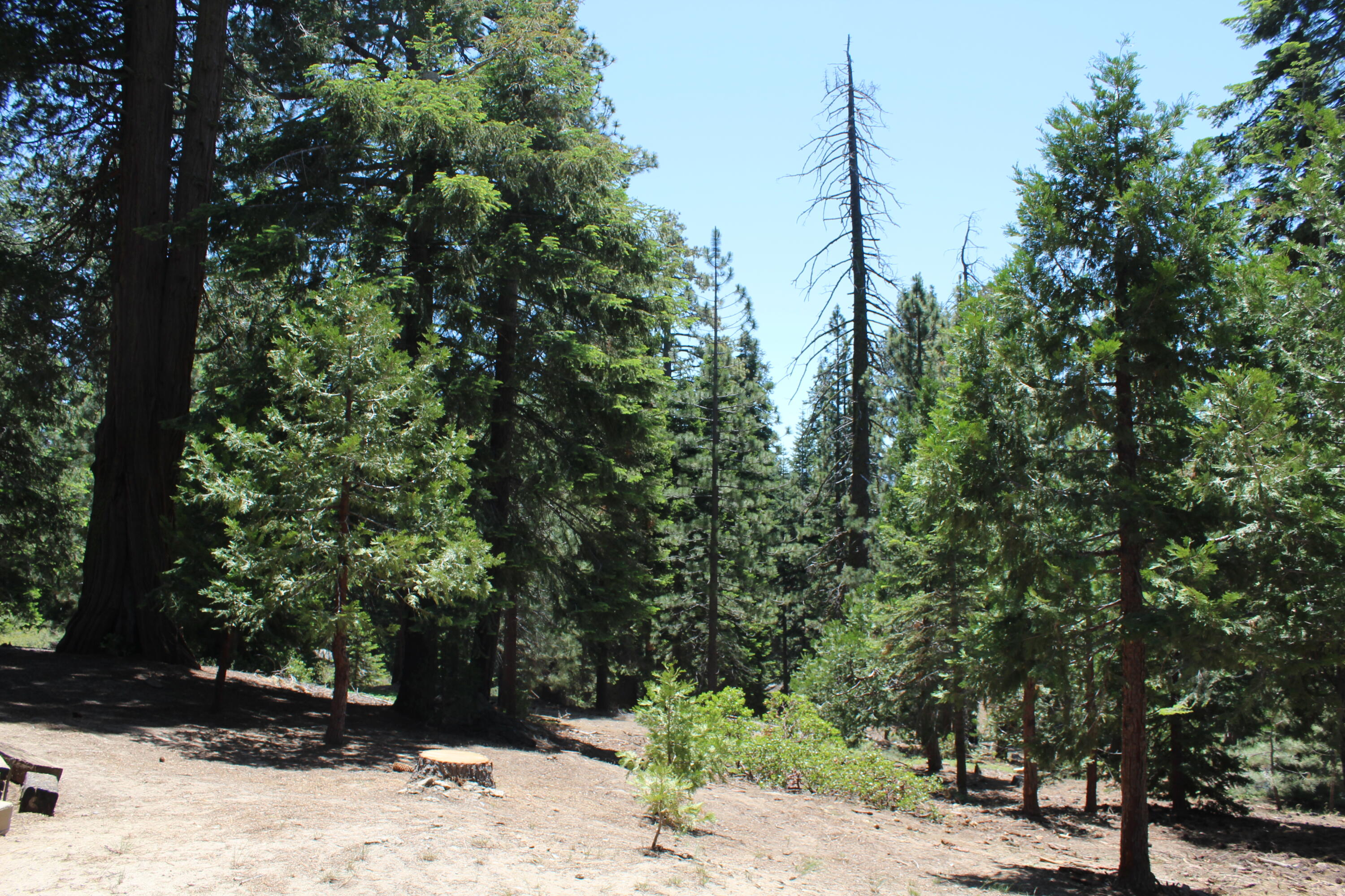 57910 Peppermint Dr, Ponderosa, CA 93265