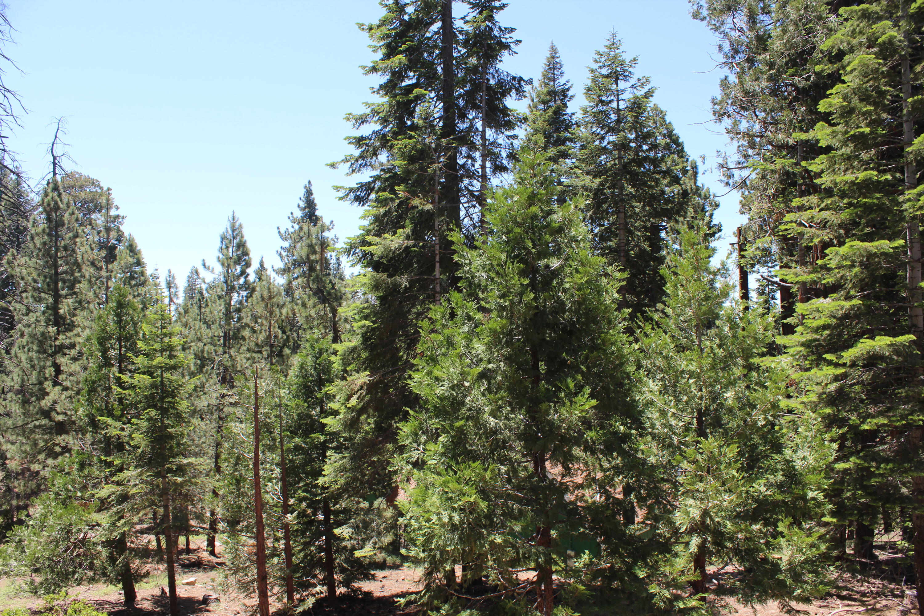 57910 Peppermint Dr, Ponderosa, CA 93265