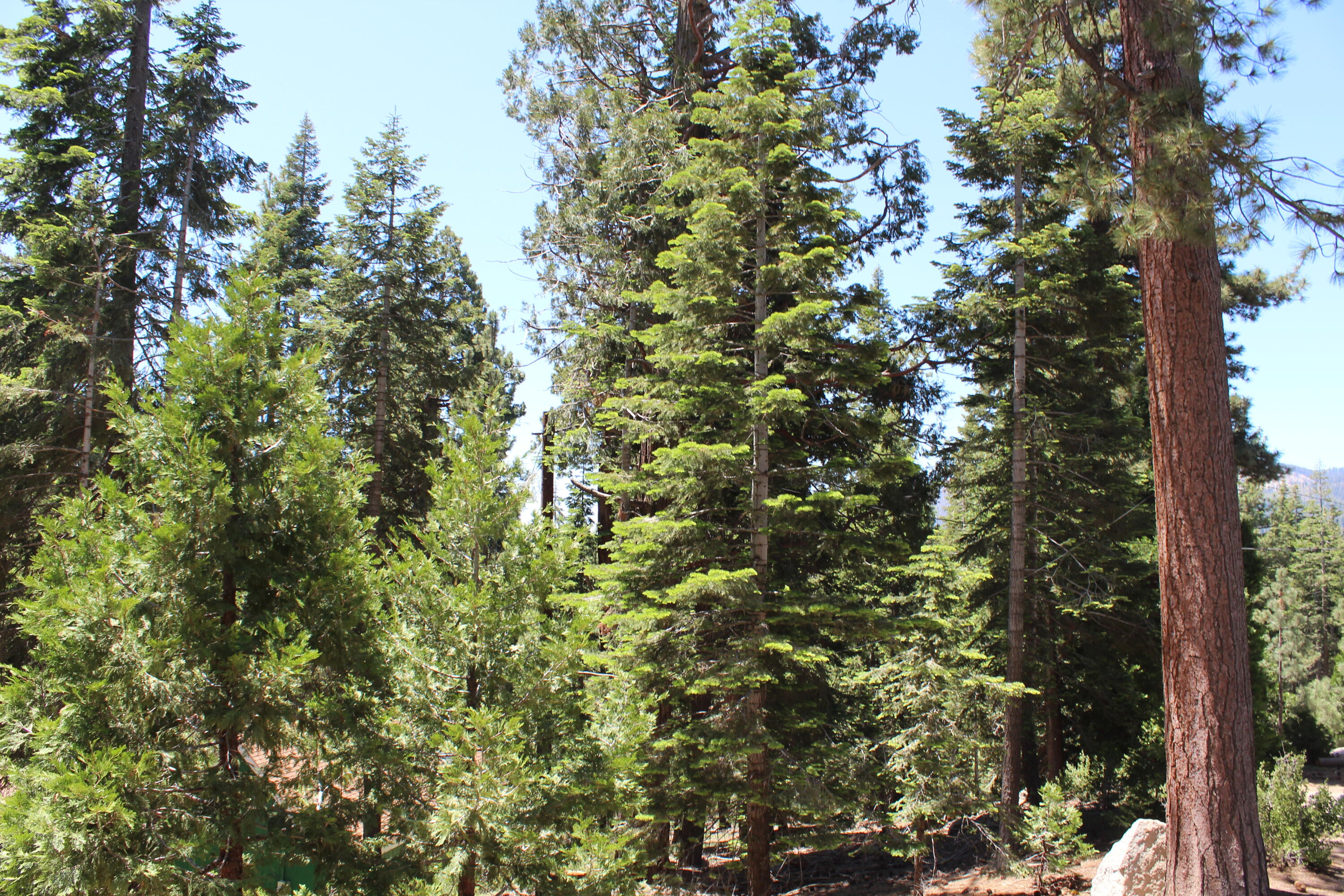 57910 Peppermint Dr, Ponderosa, CA 93265