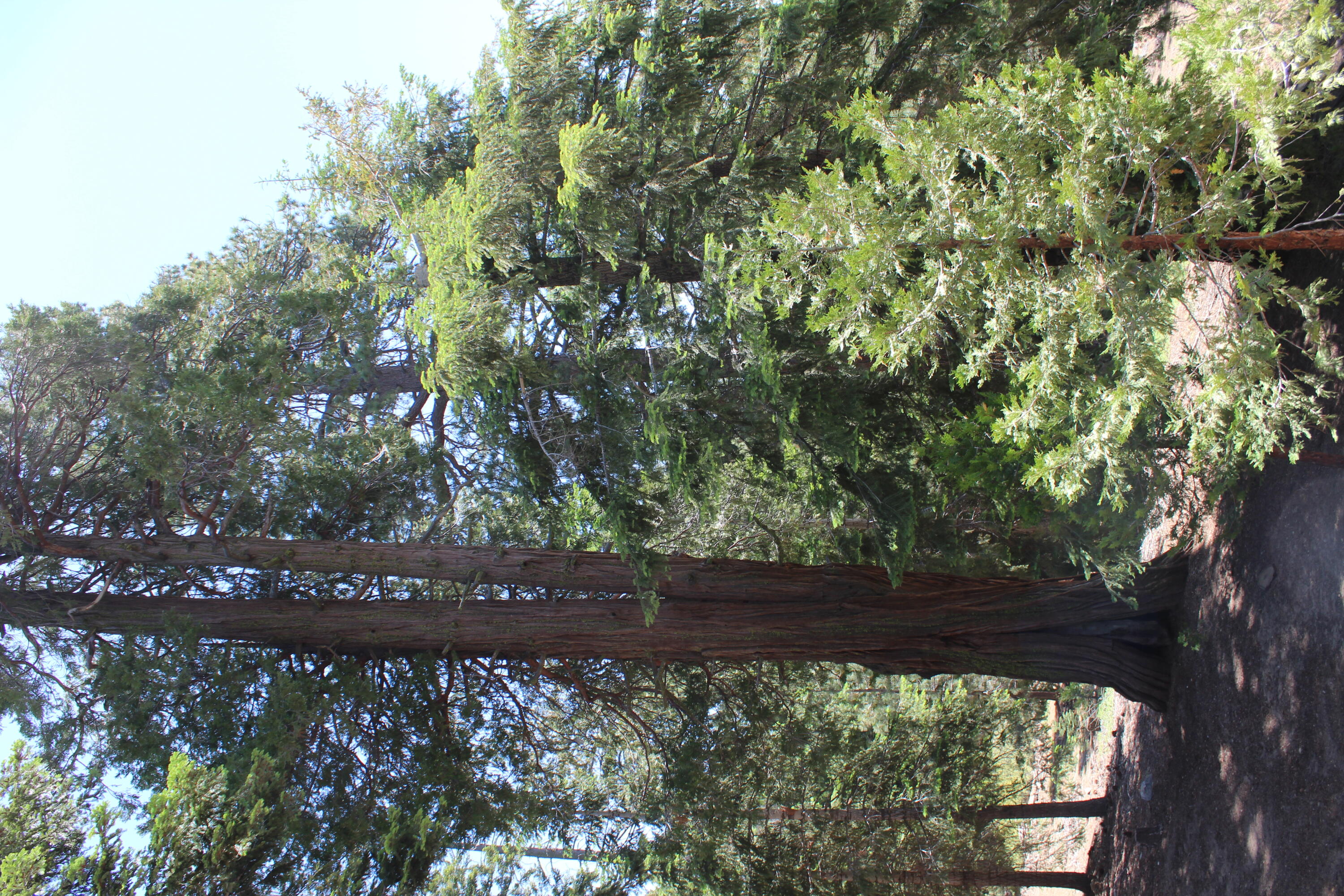 57910 Peppermint Dr, Ponderosa, CA 93265