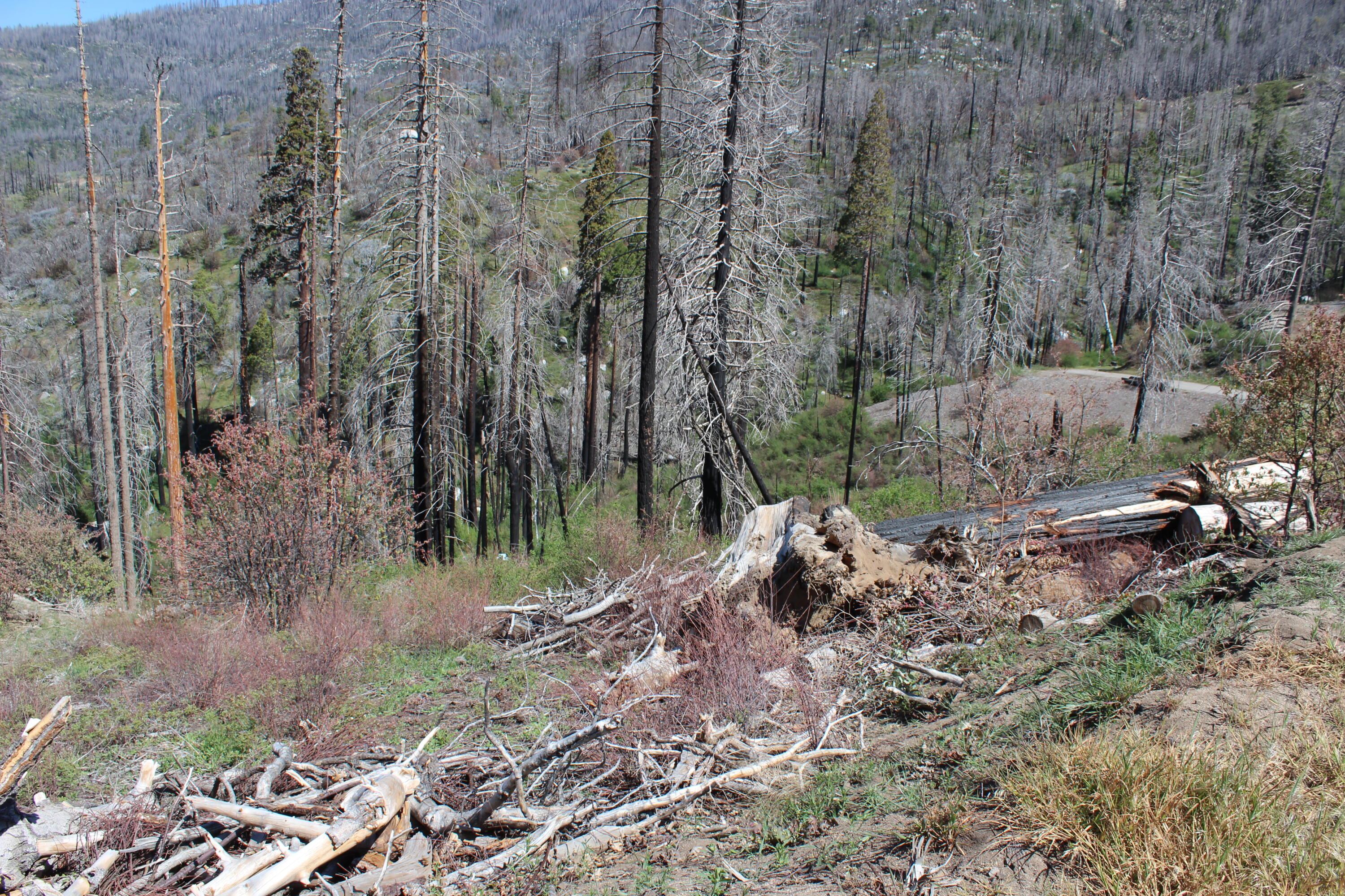 52263 Ponderosa Dr, Cedar Slope, CA 93265