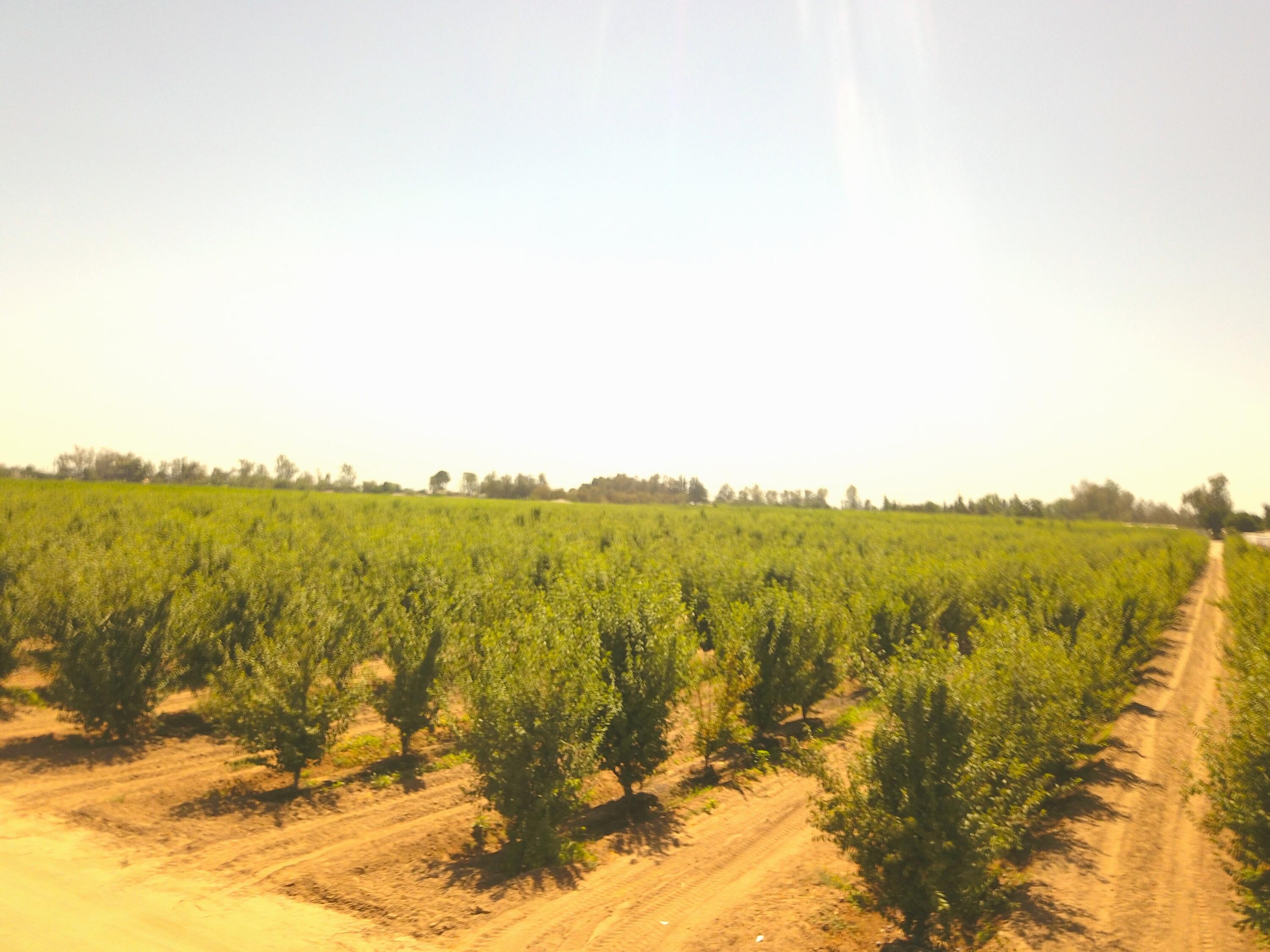 42682 Rd 72, Dinuba, CA 93618