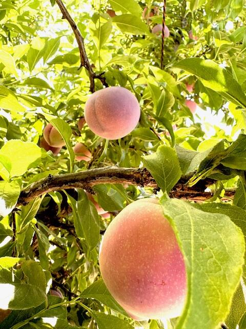 42682 Rd 72, Dinuba, CA 93618