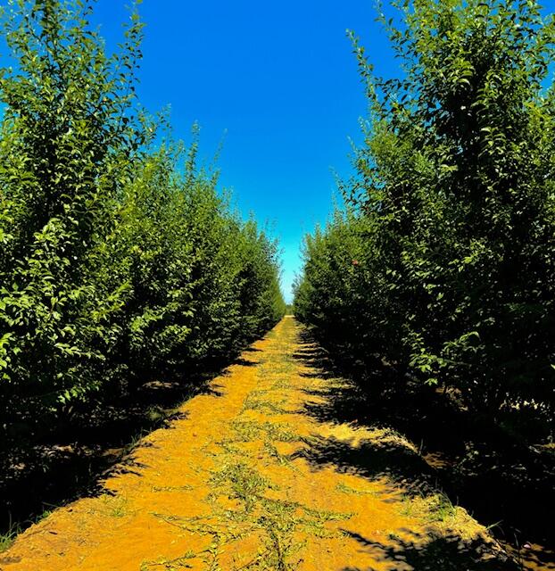 42682 Rd 72, Dinuba, CA 93618