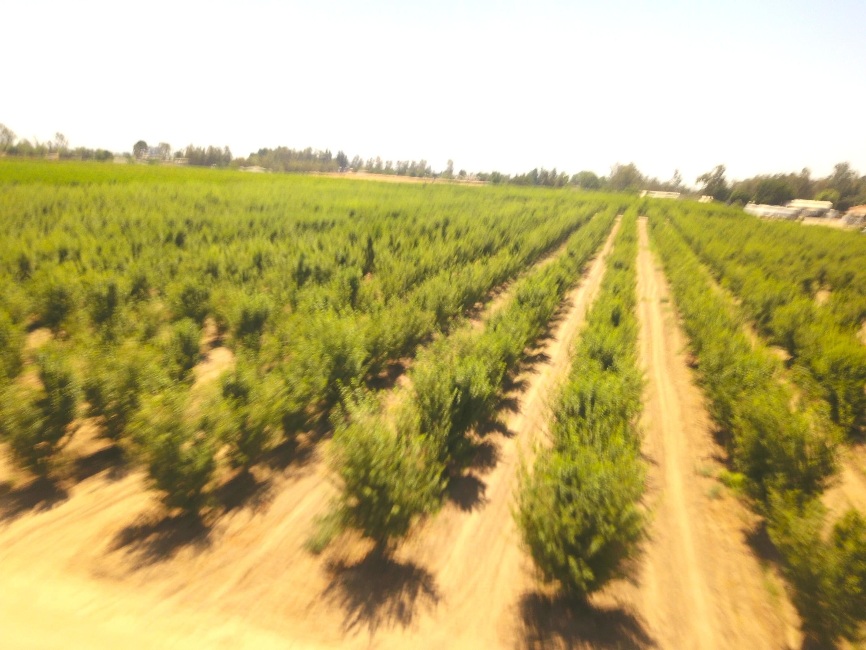 42682 Rd 72, Dinuba, CA 93618