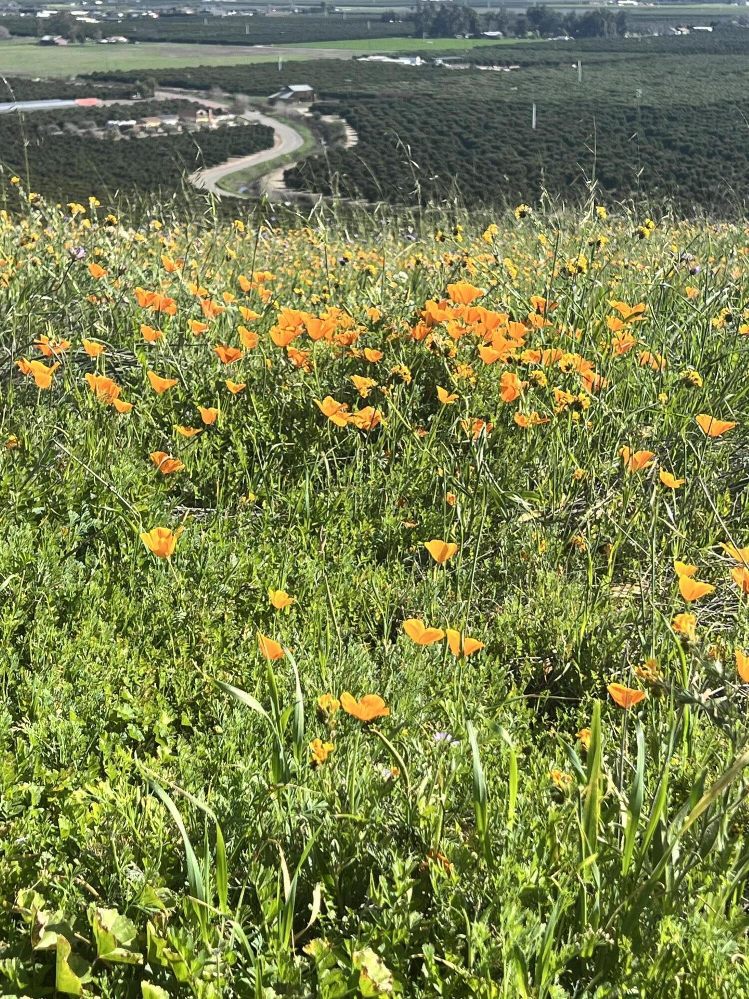 23124 Round Valley Dr, Lindsay, CA 93247