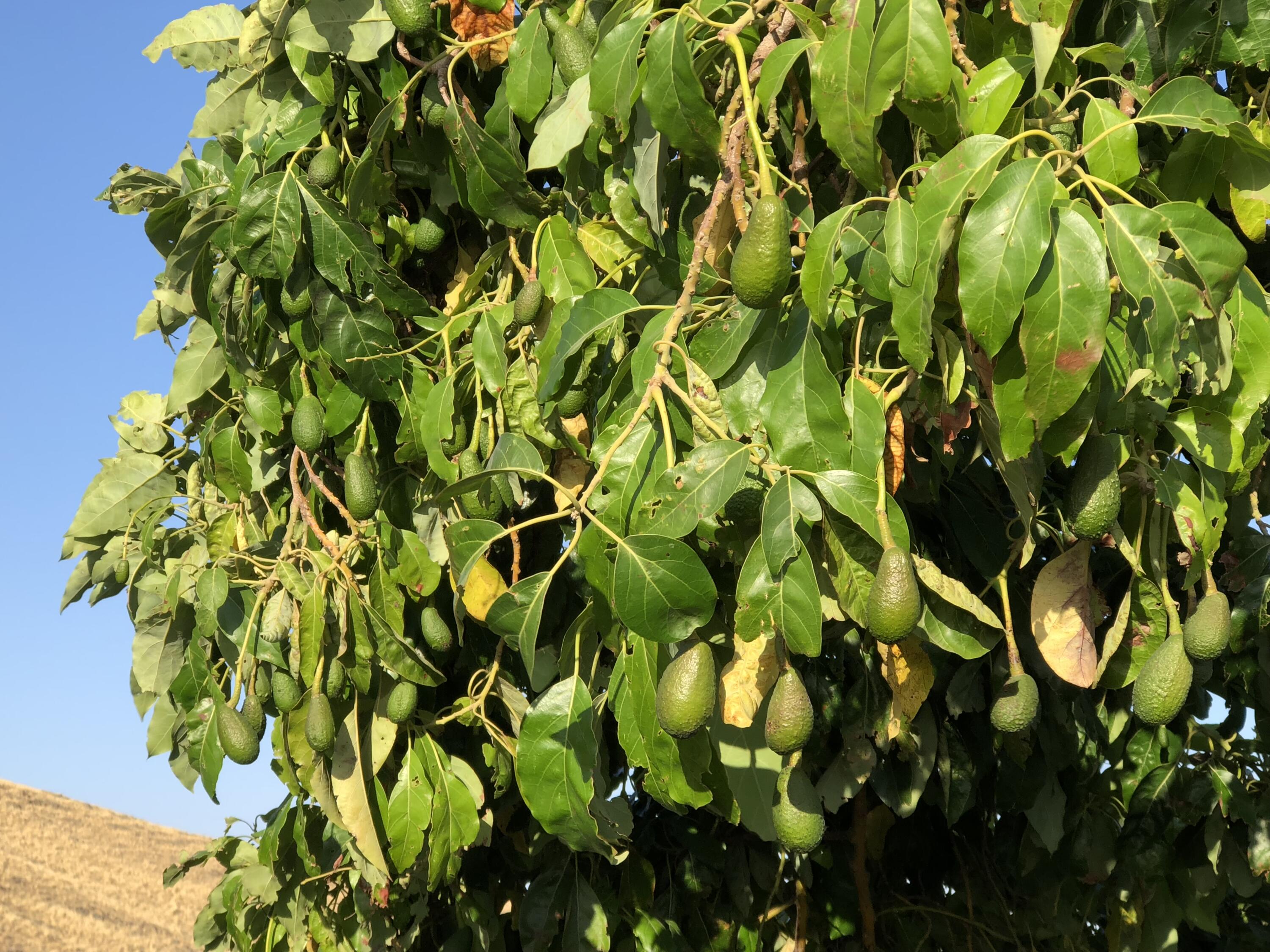 23124 Round Valley Dr, Lindsay, CA 93247