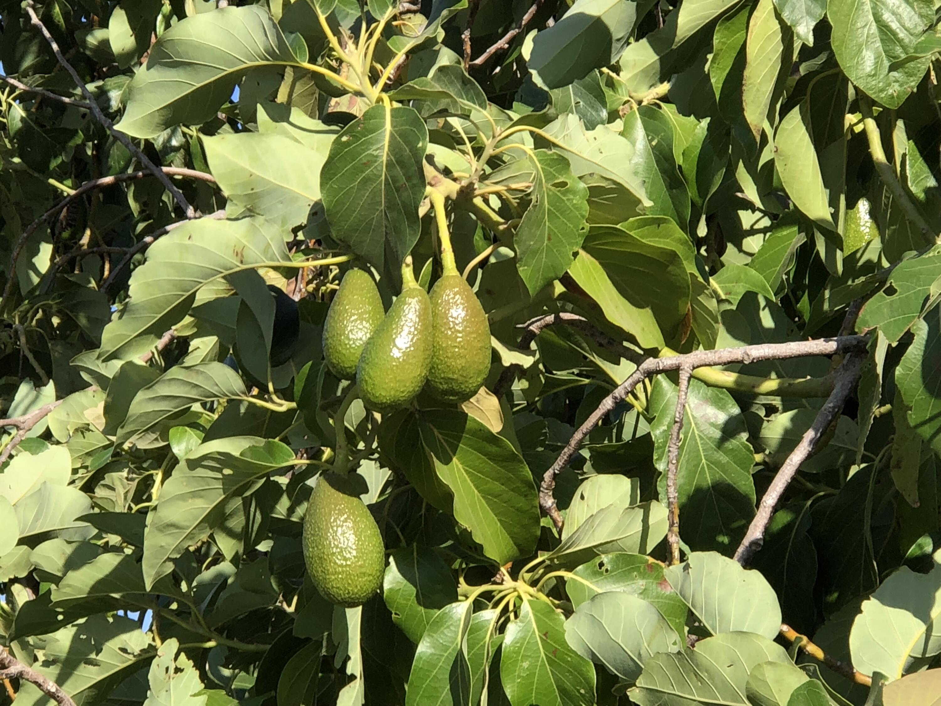 23124 Round Valley Dr, Lindsay, CA 93247