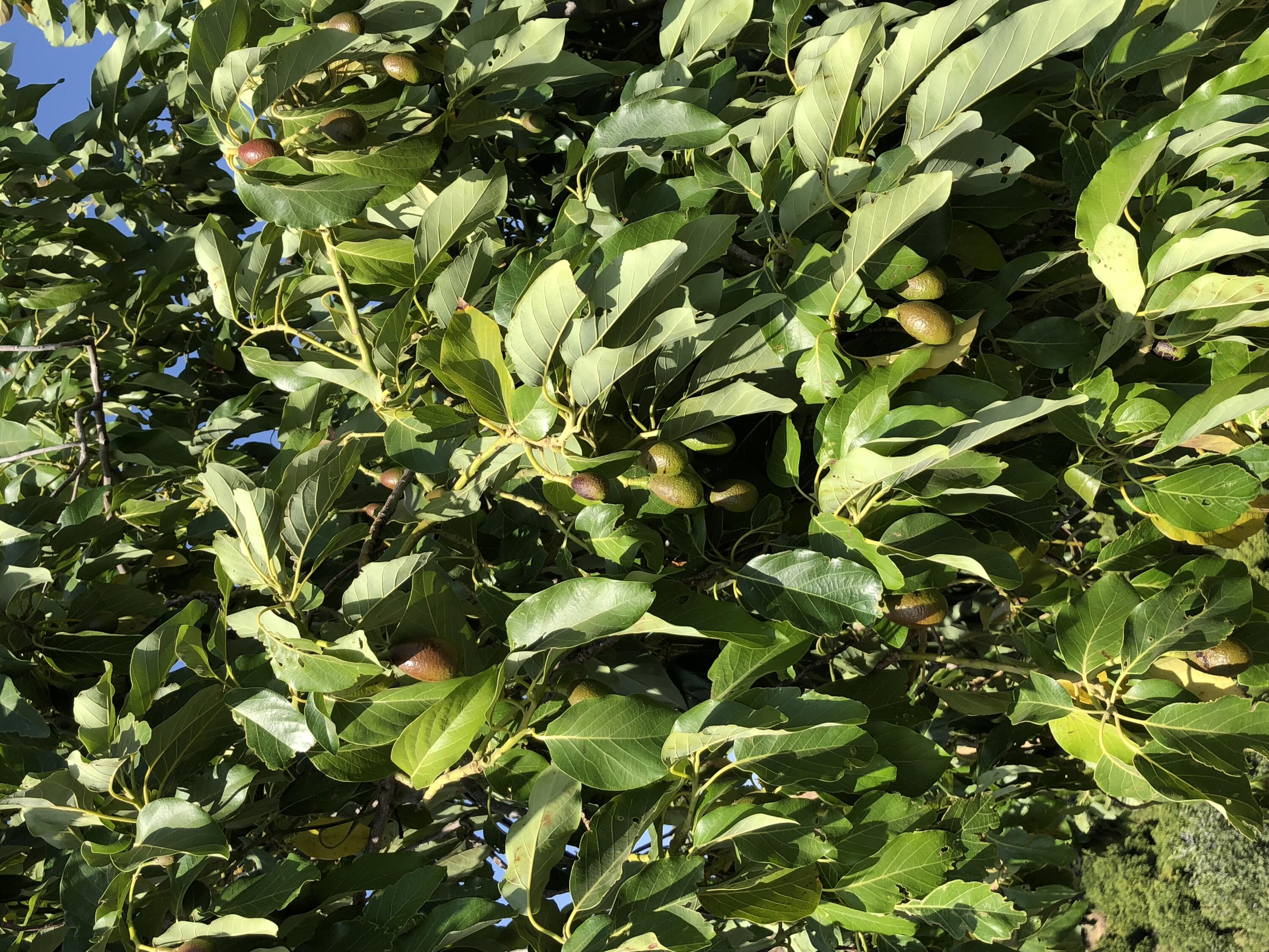 23124 Round Valley Dr, Lindsay, CA 93247