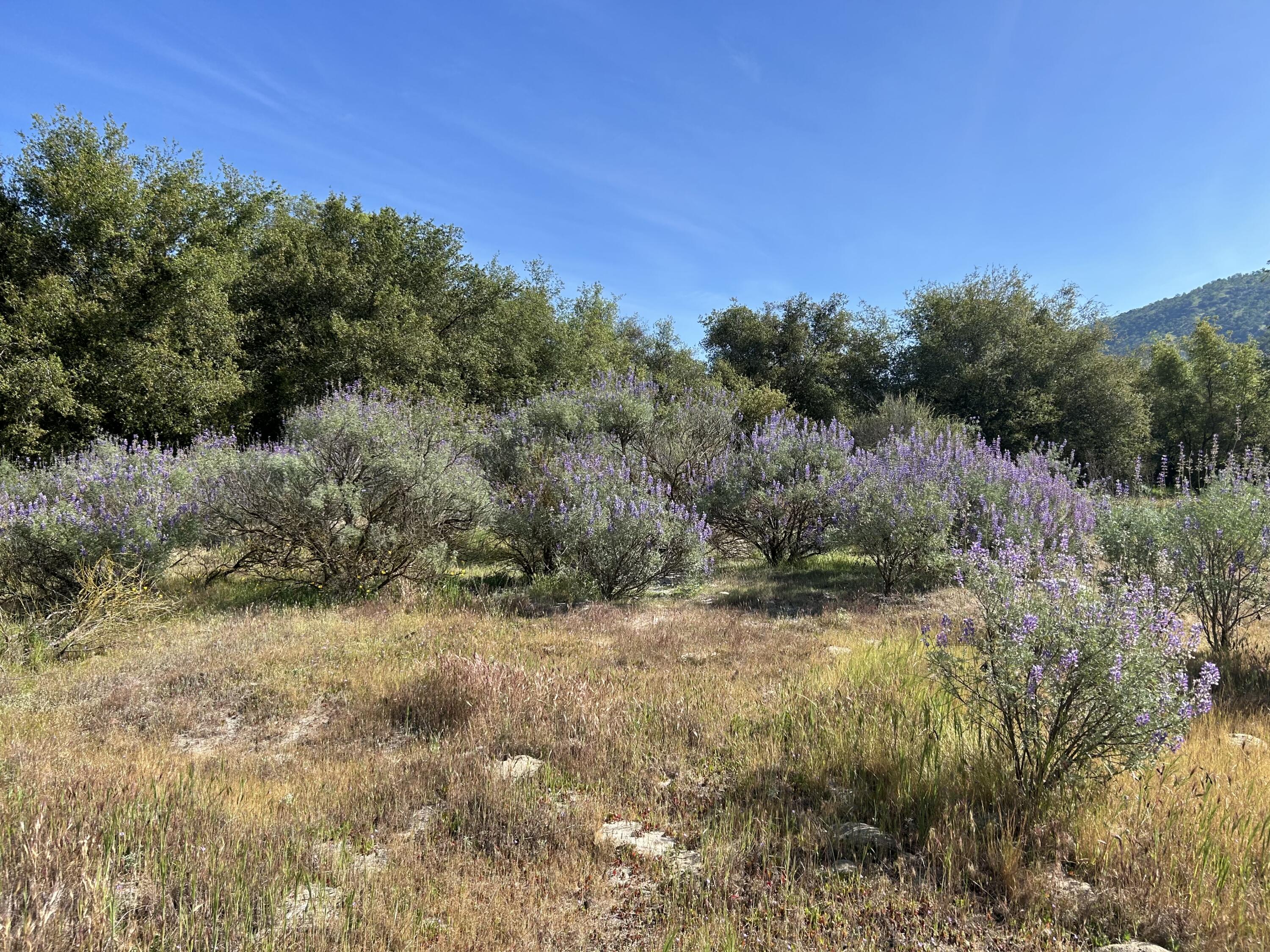 0 Sierra Dr, Three Rivers, CA 93271
